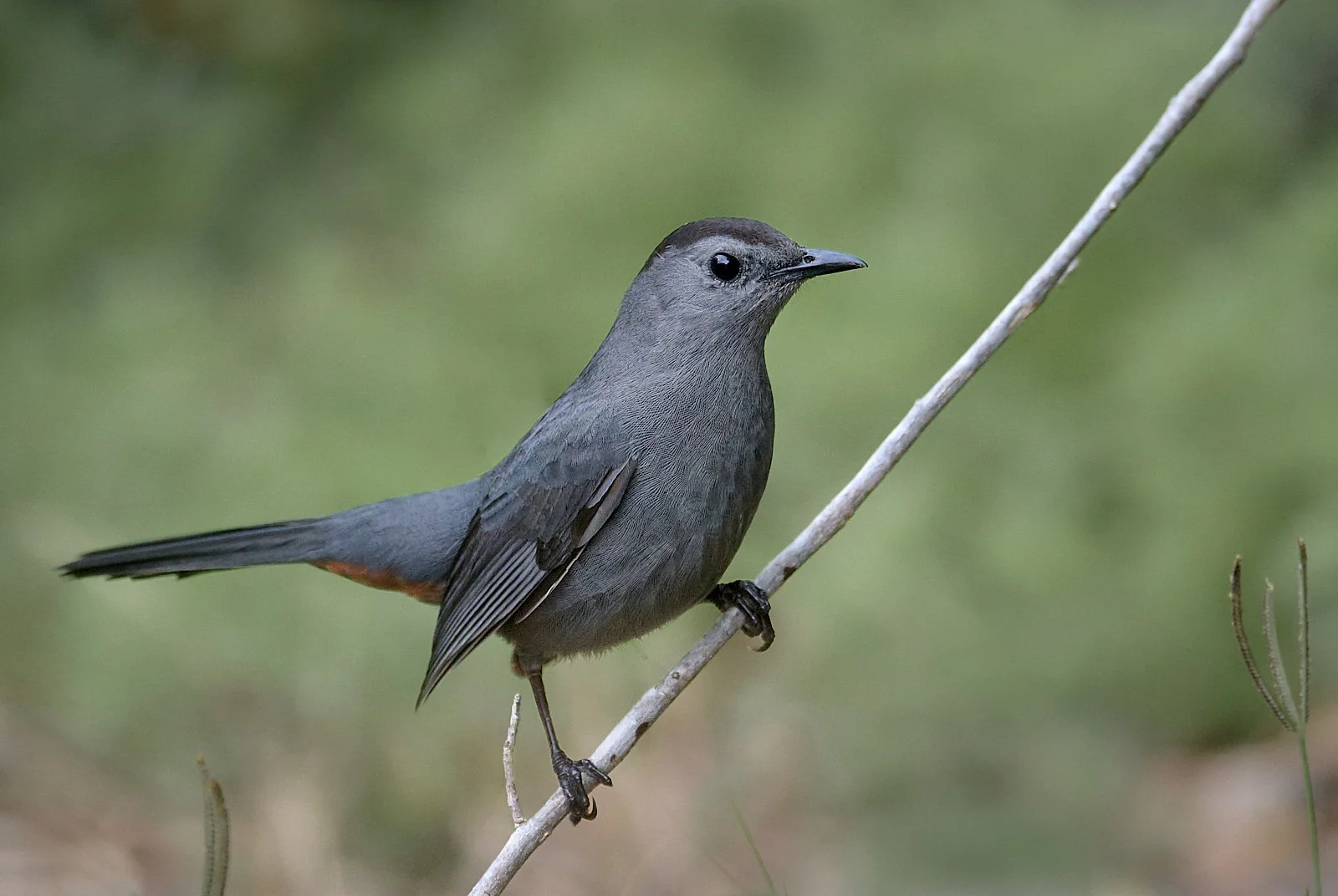 Catbird