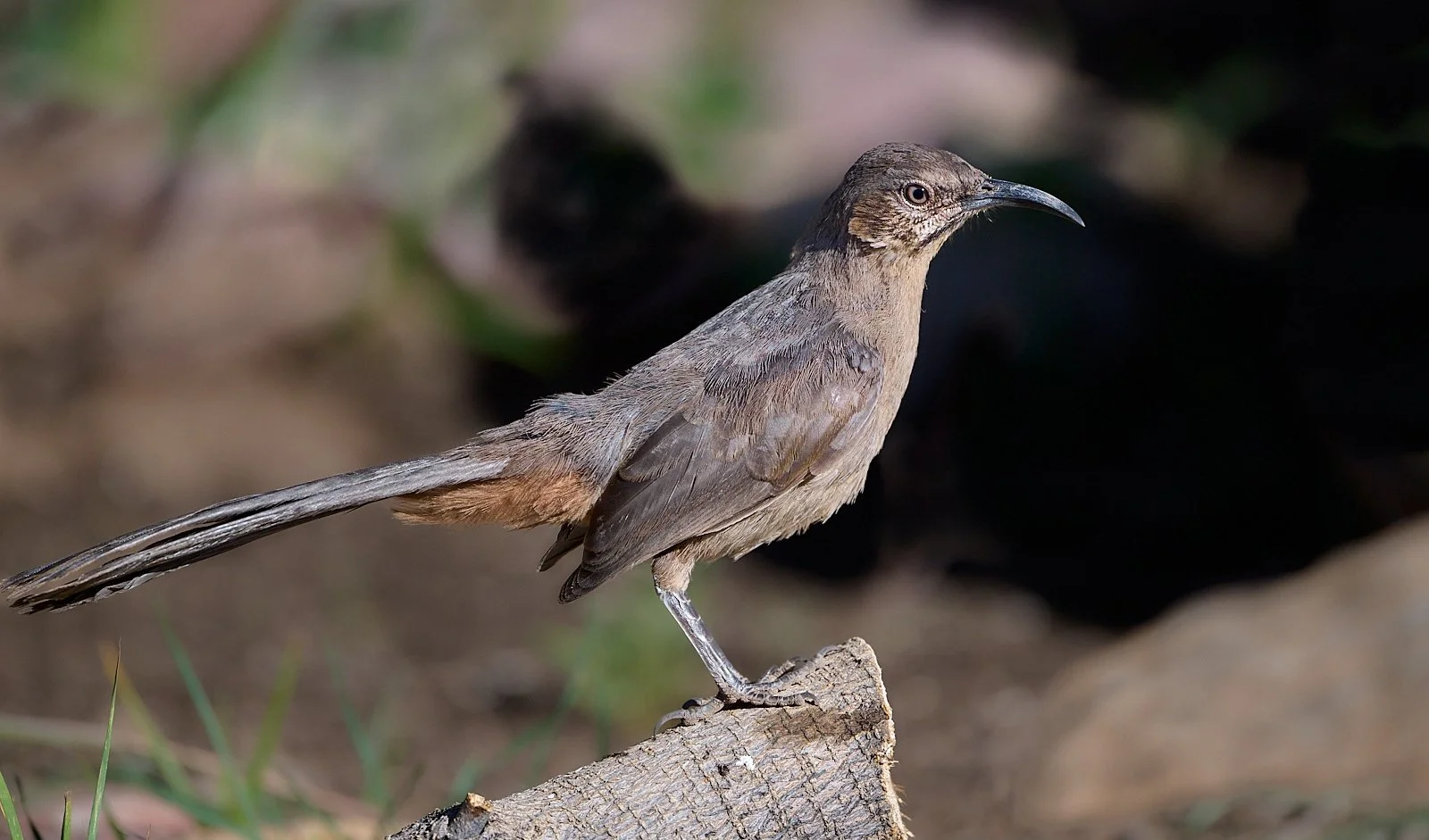 Crissal's Thrasher