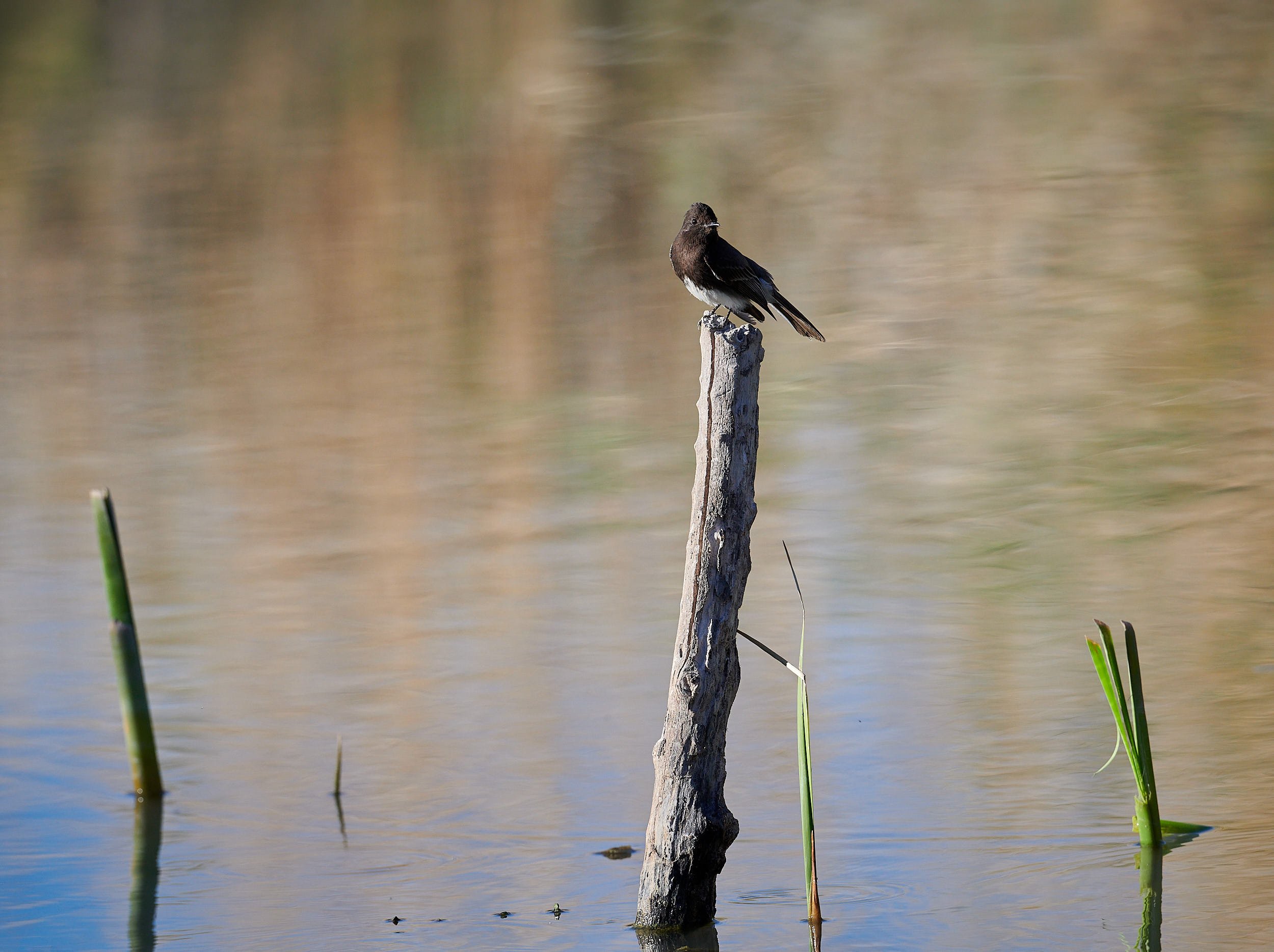 Black Phoebe