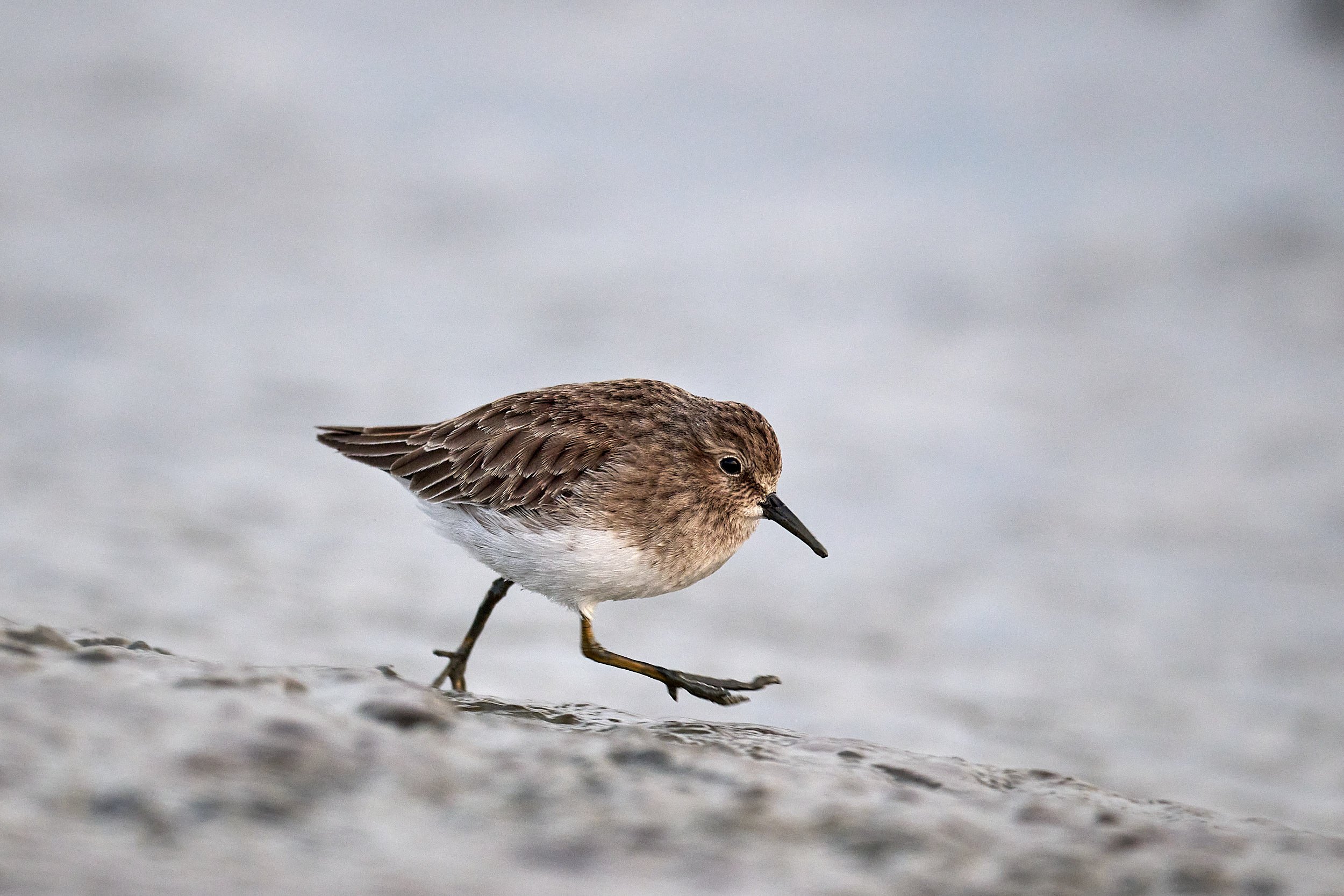 Western Sandpiper