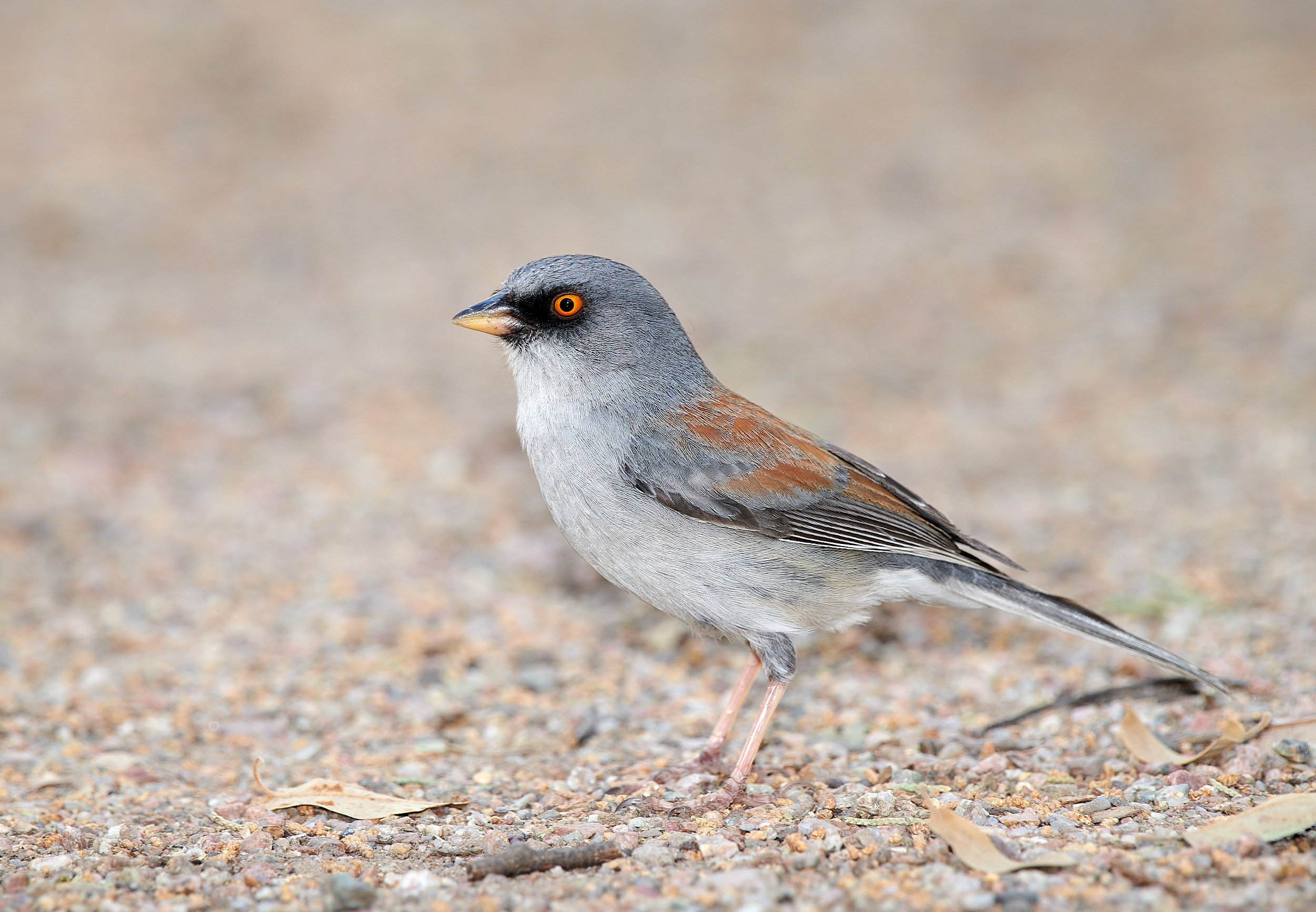 Yellow-eyed Junco