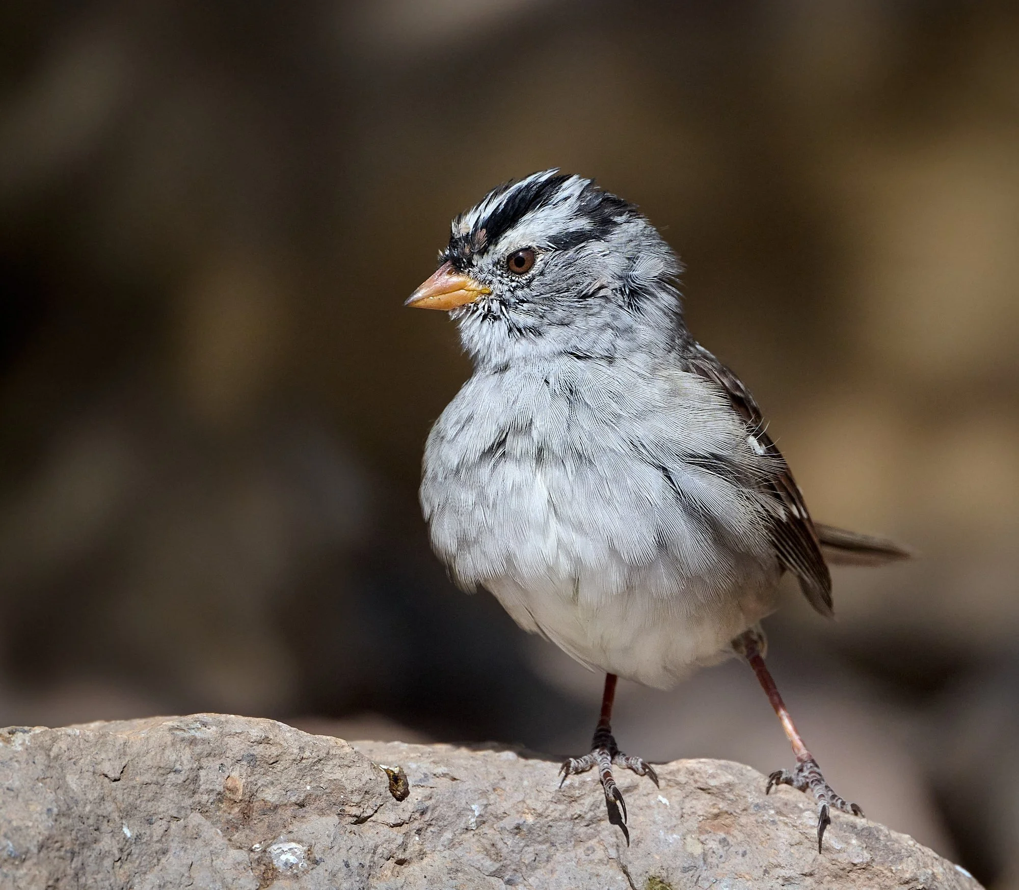 White-crowned Sparrow