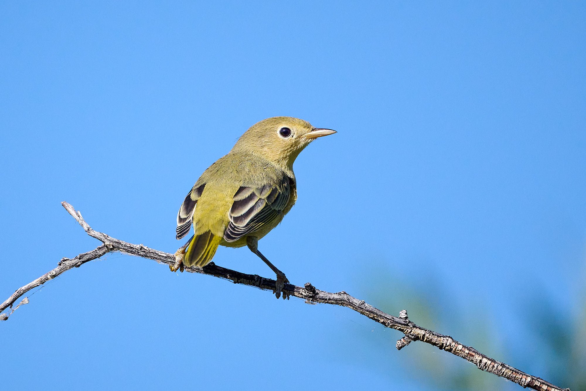 Yellow Warbler