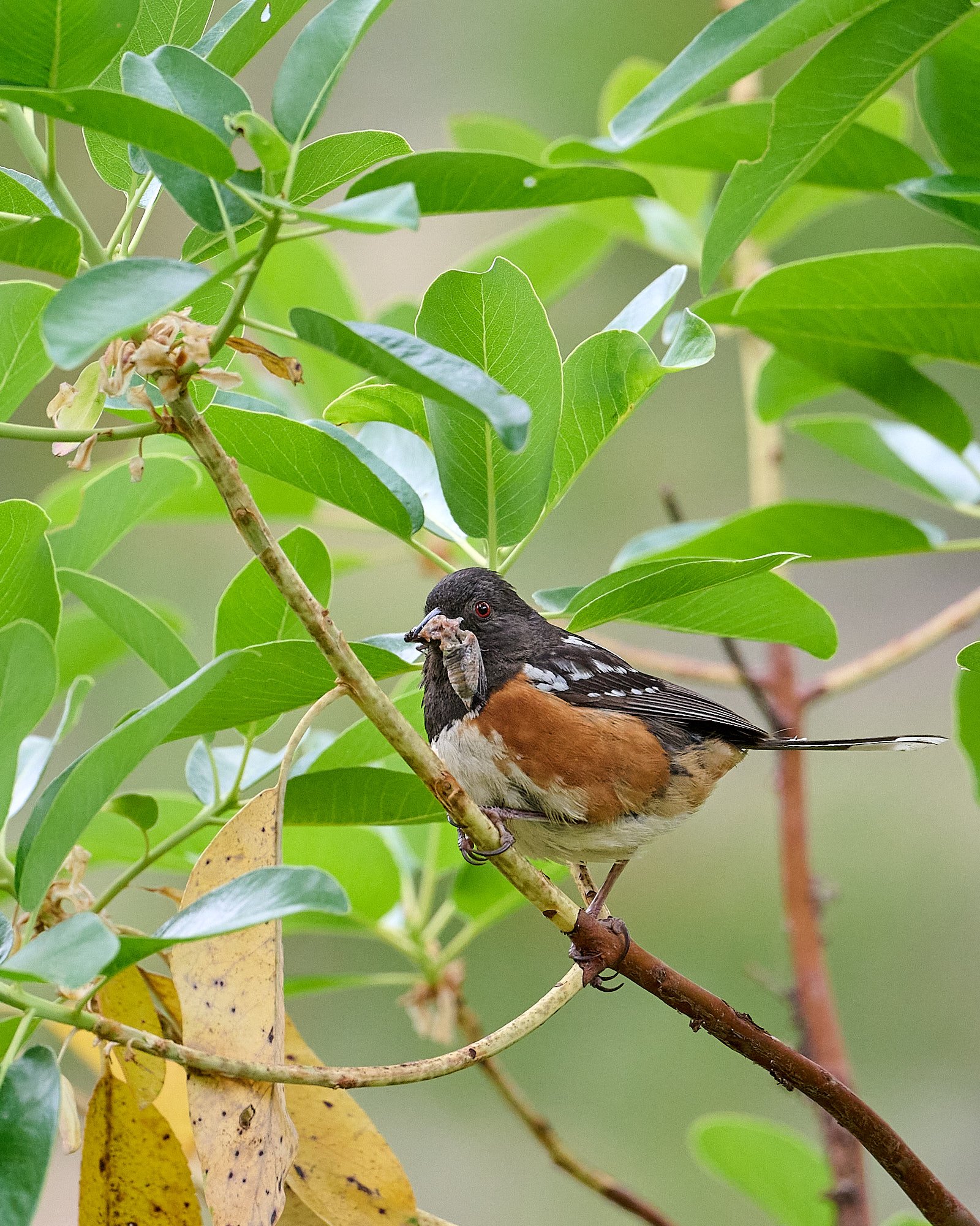 Spotted Towhee