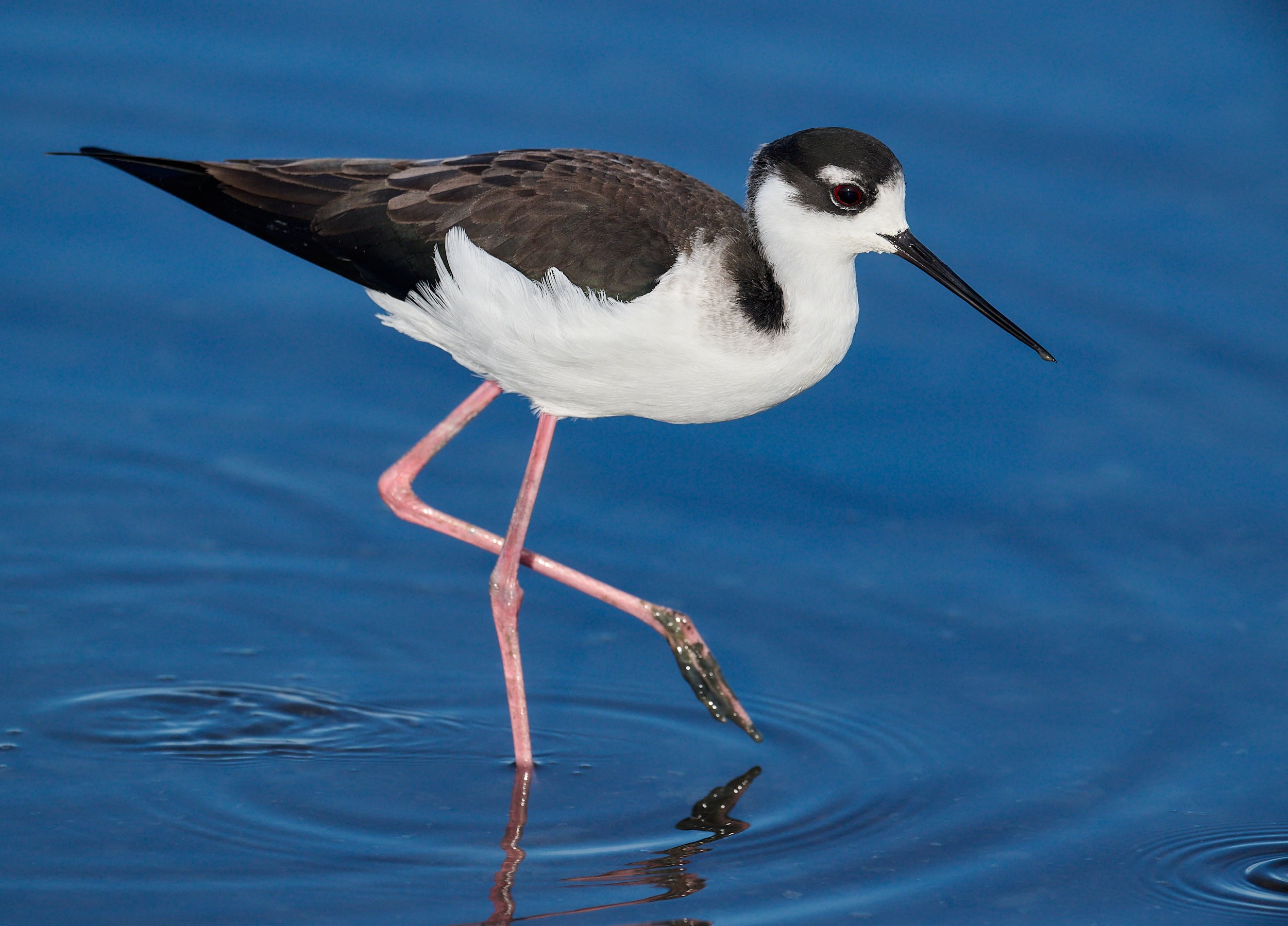 Black-necked Stilt