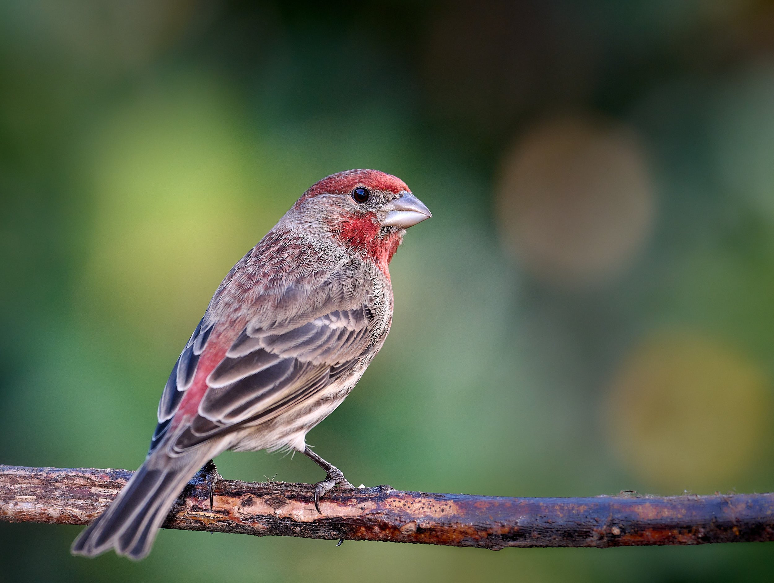 House Finch