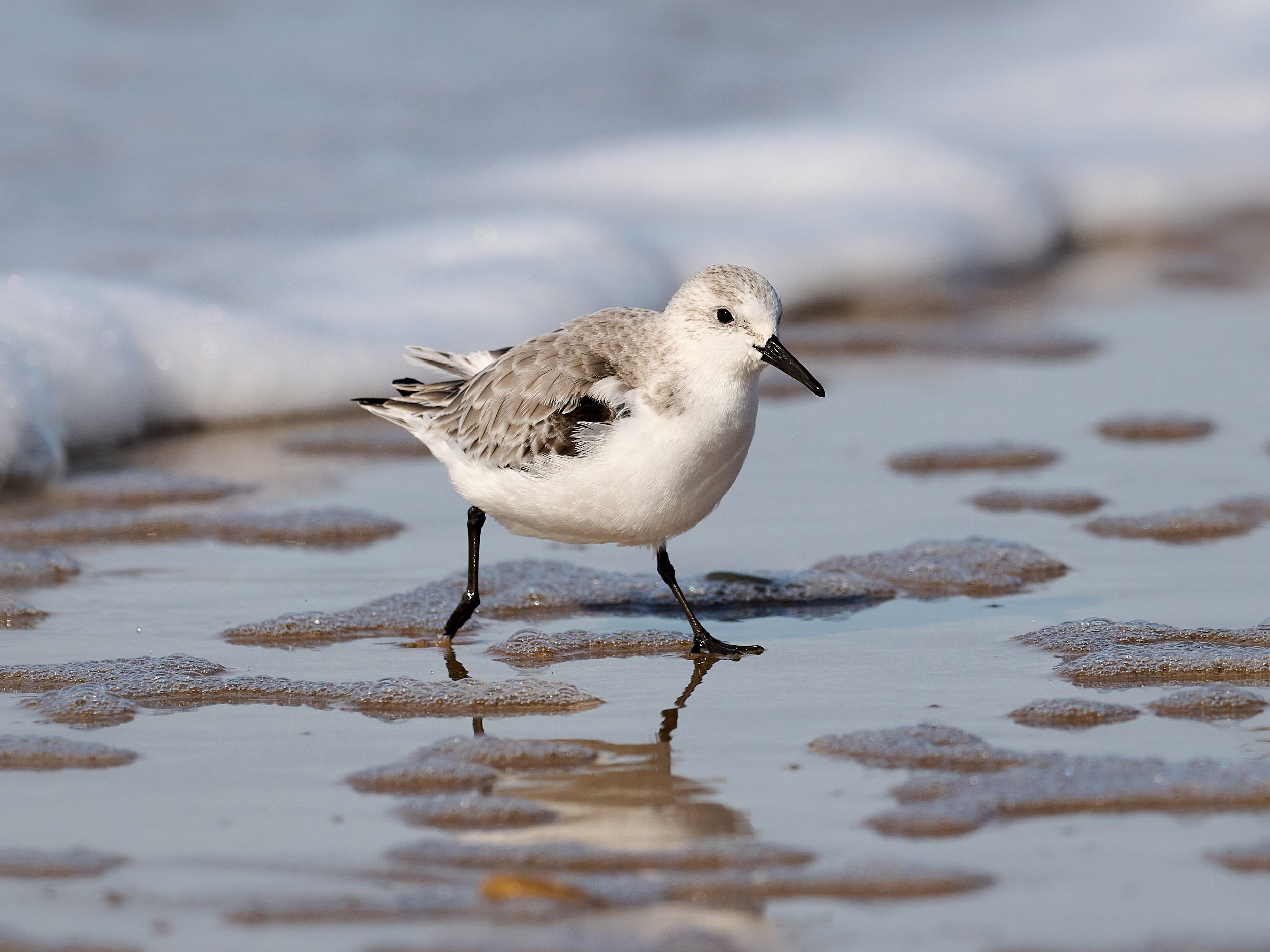 Sanderling