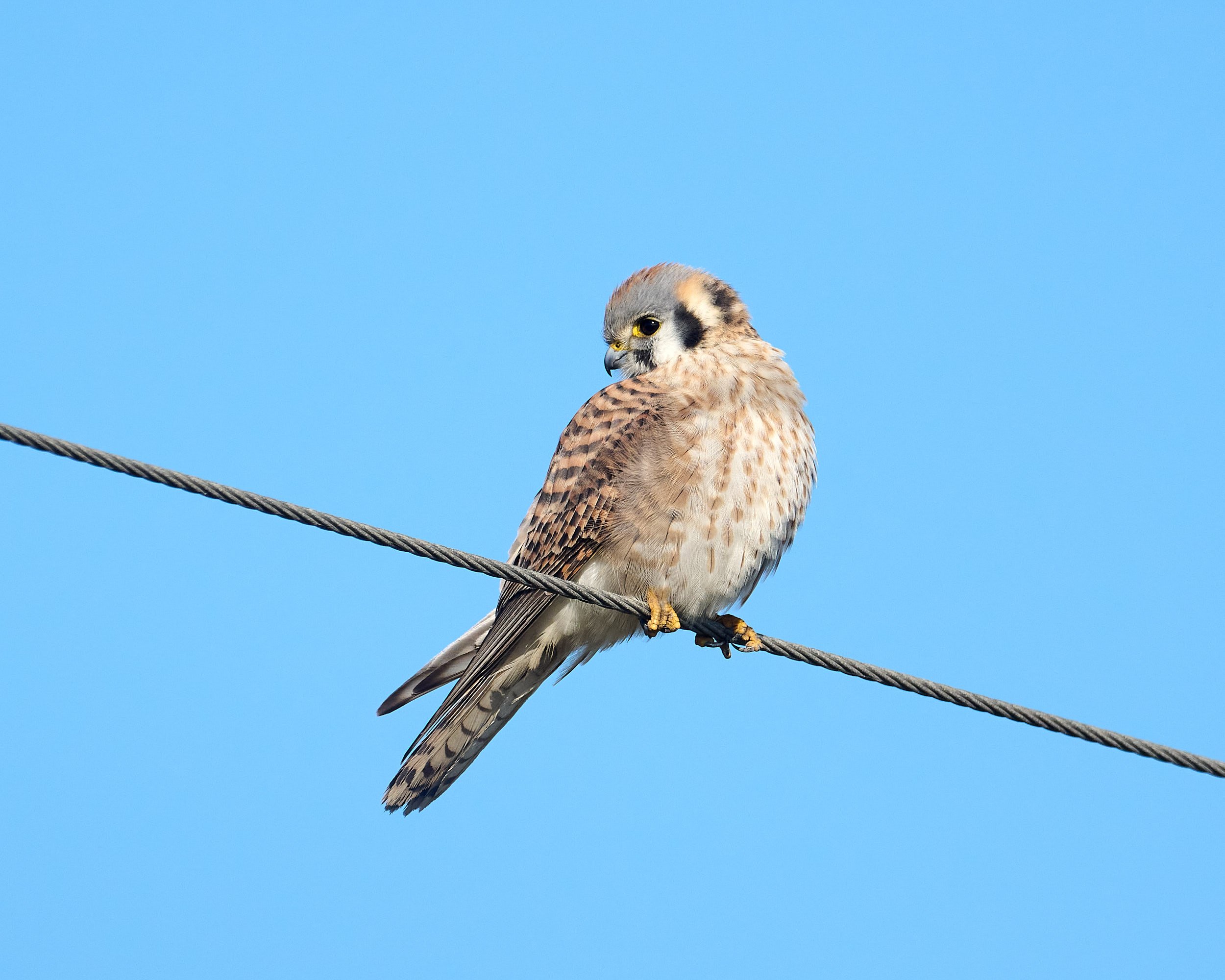 American Kestrel