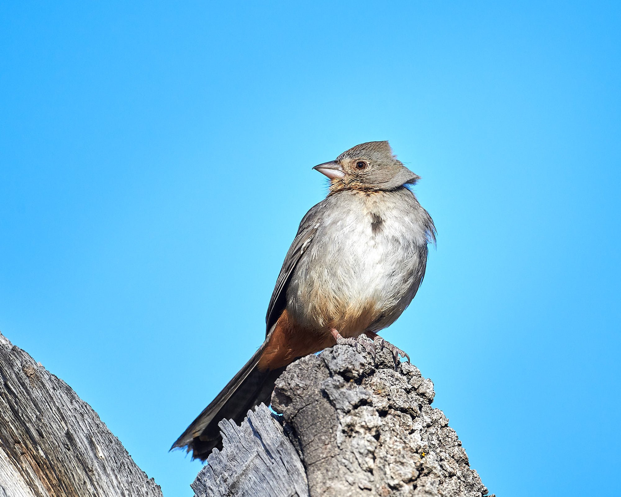Canyon Towhee