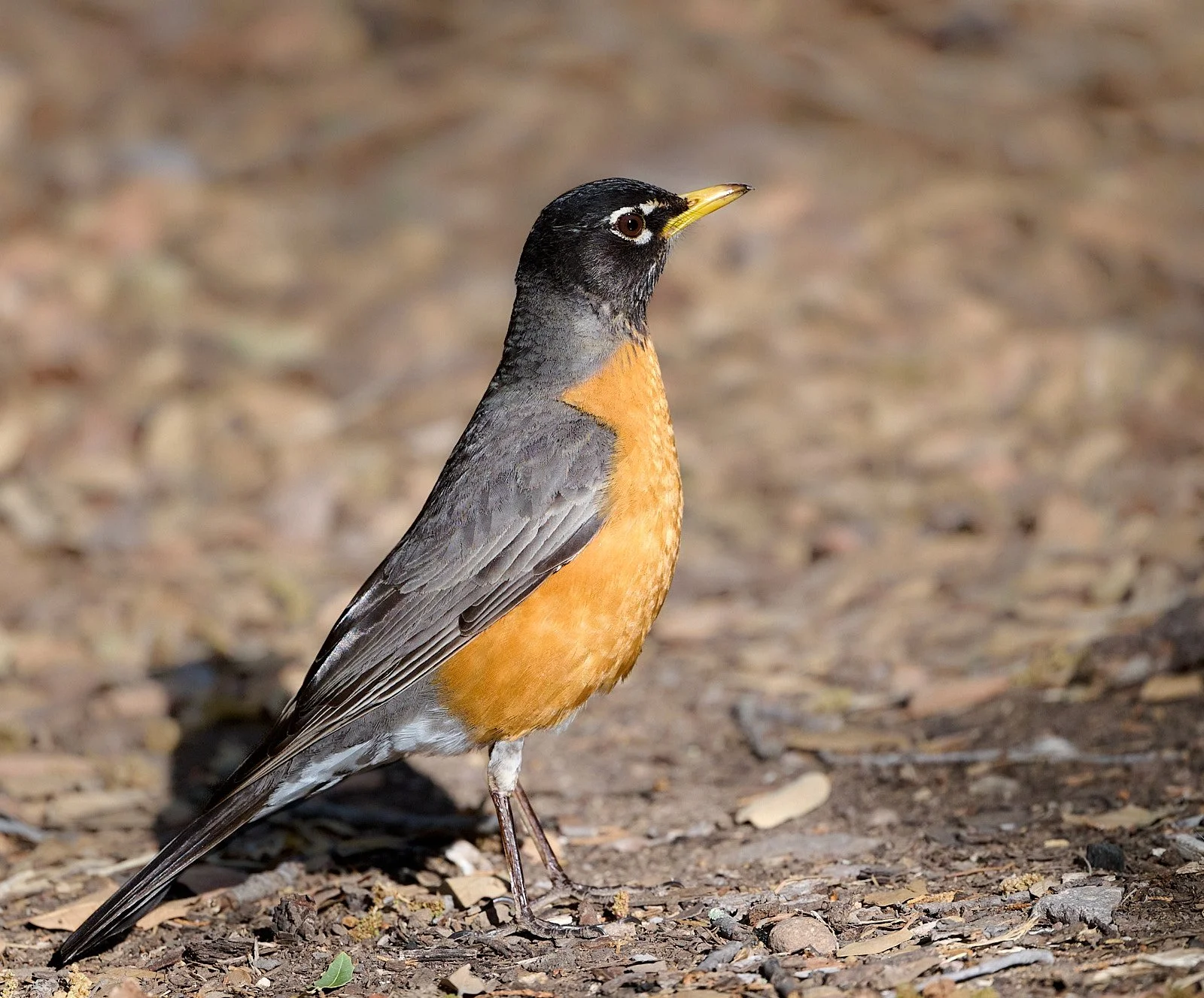 American Robin