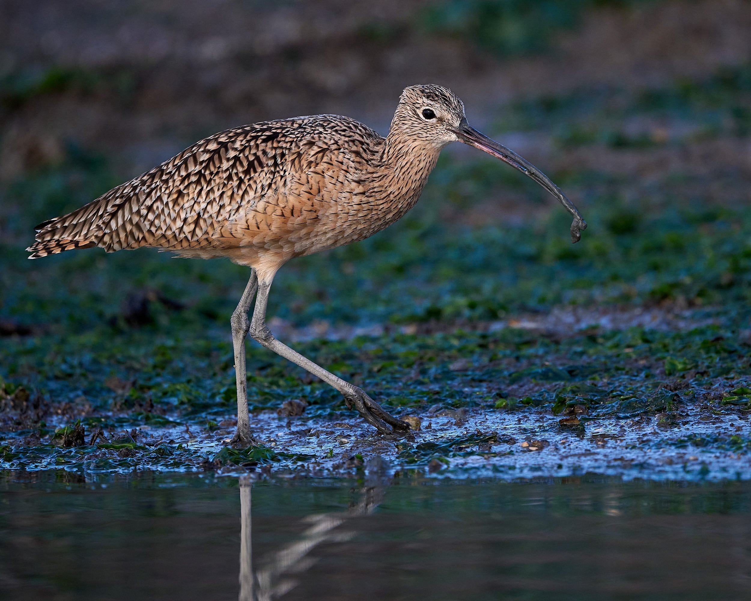 Long-billed Curlew