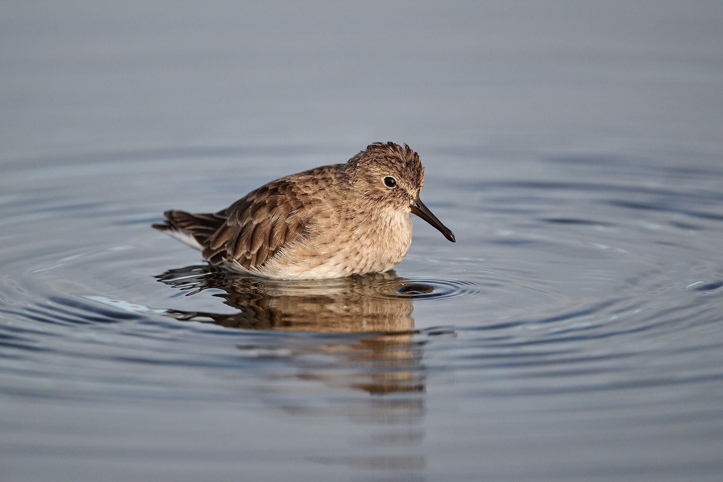 Least Sandpiper