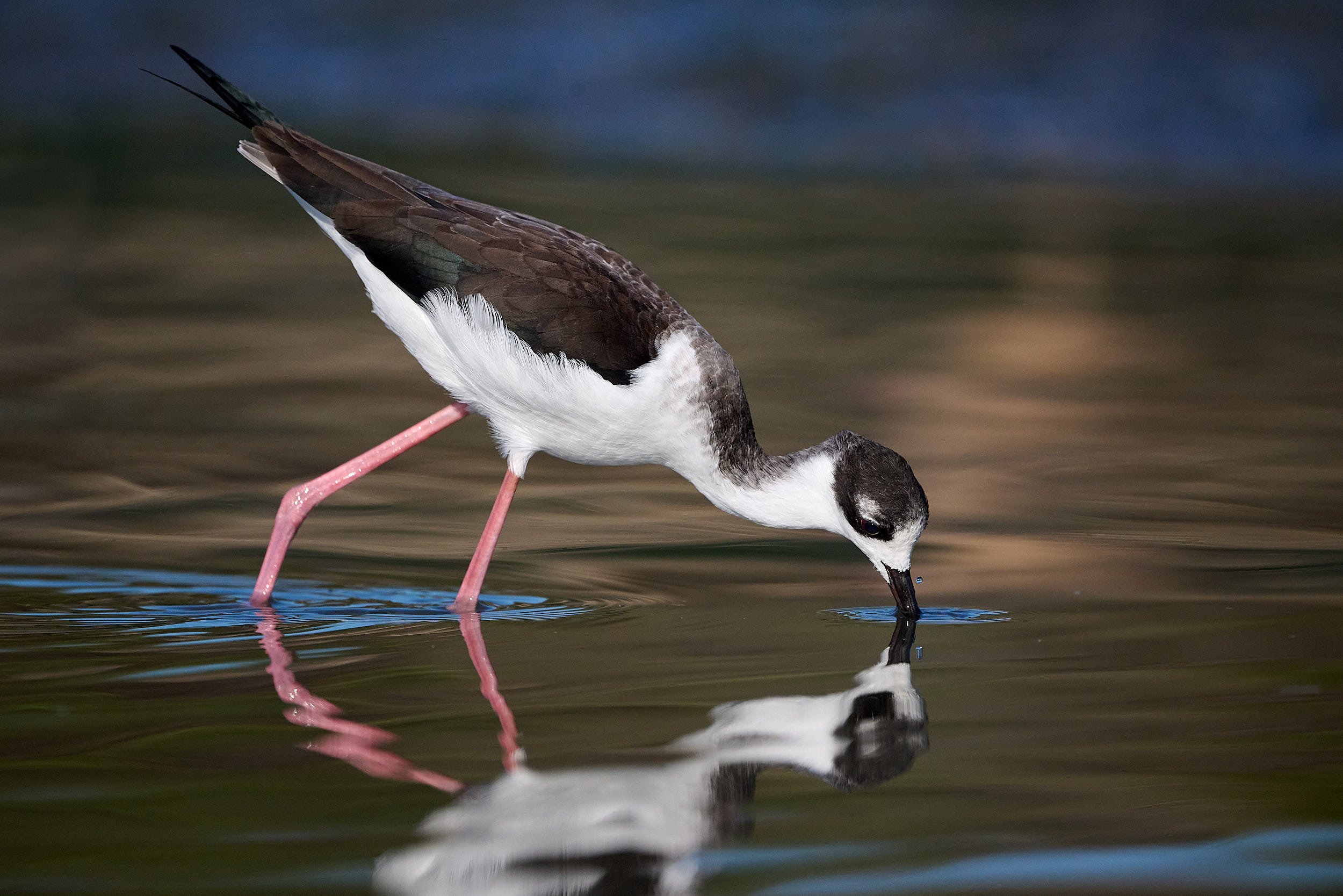 Black-necked Stilt
