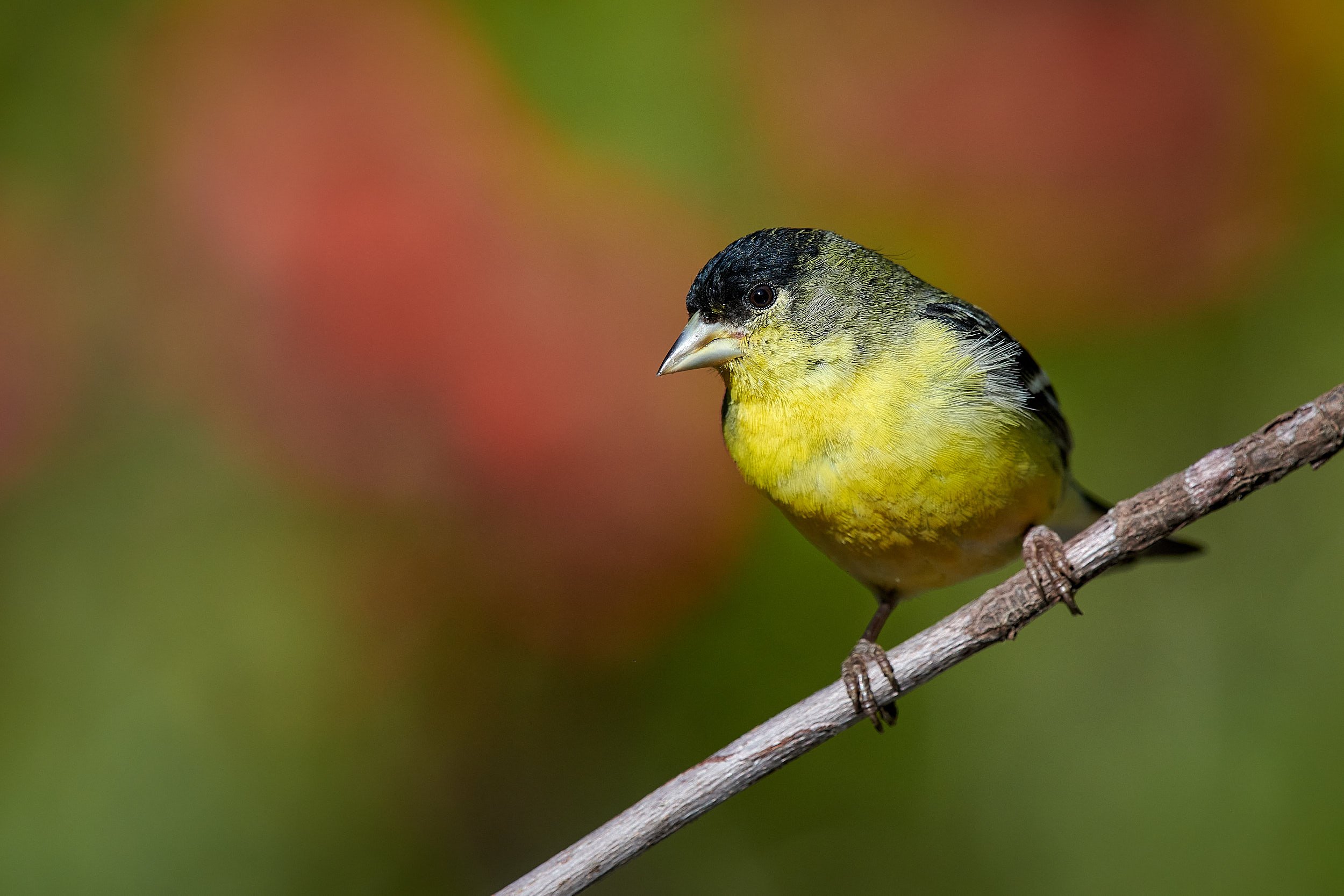 Lesser Goldfinch