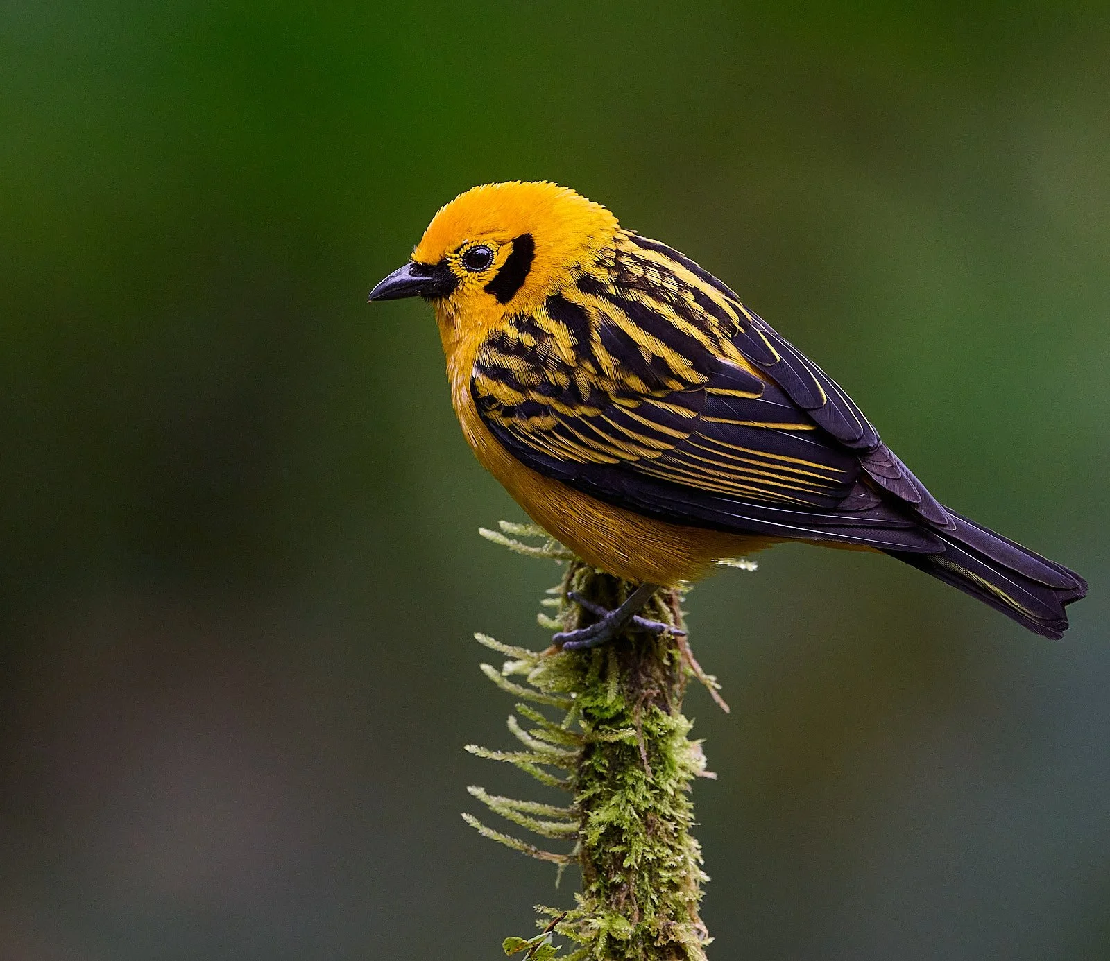Golden Tanager