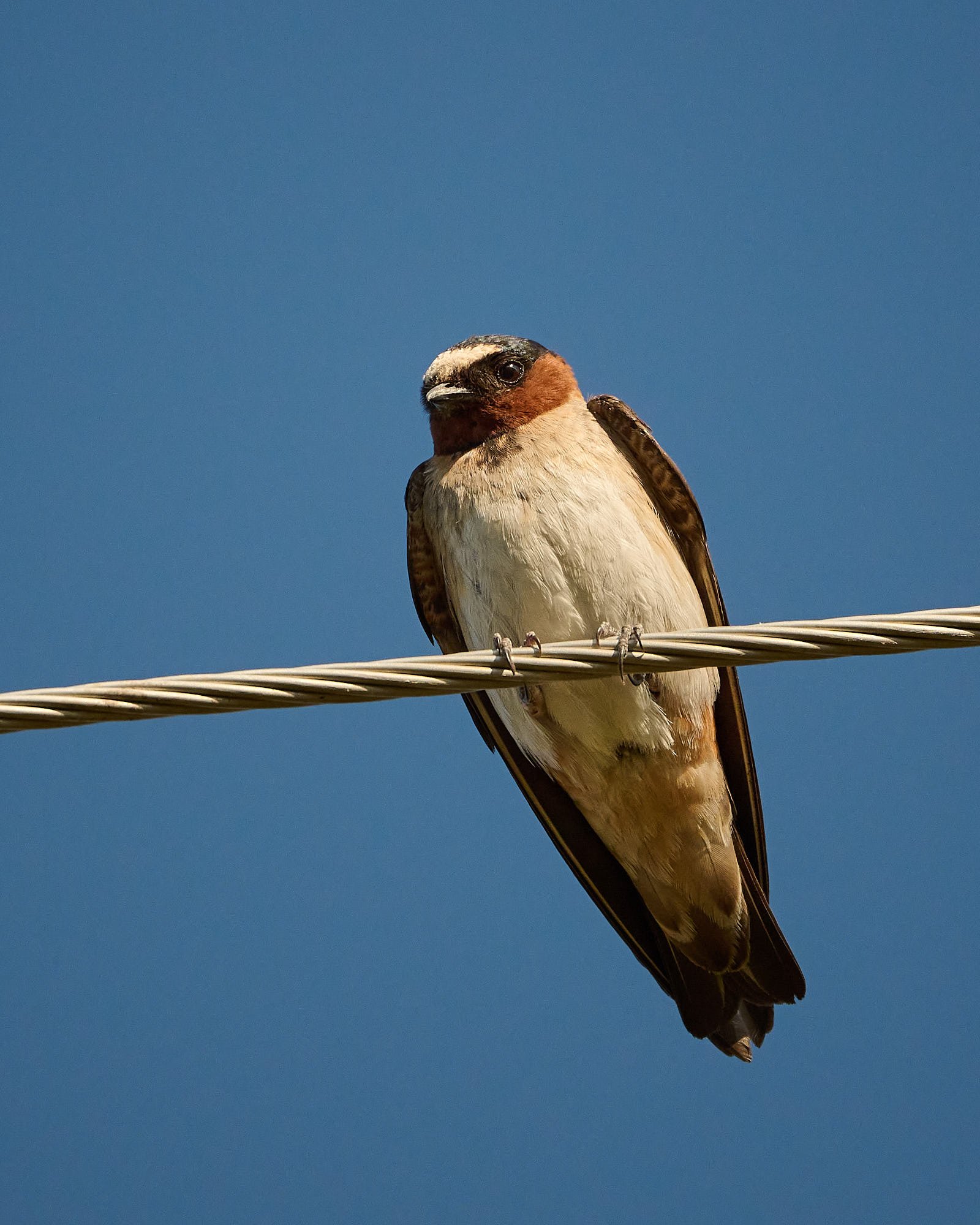 Cliff Swallow