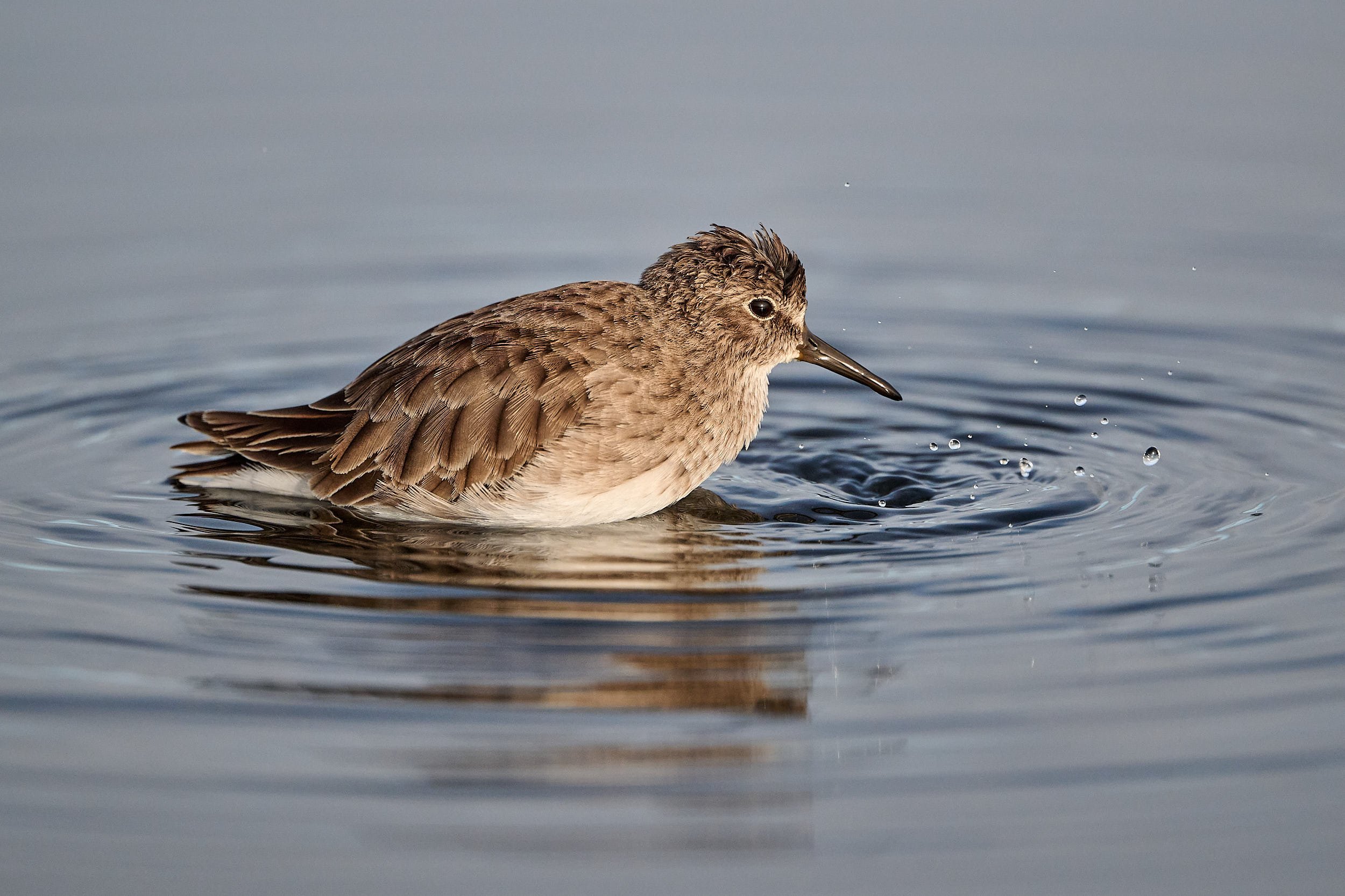 Least Sandpiper