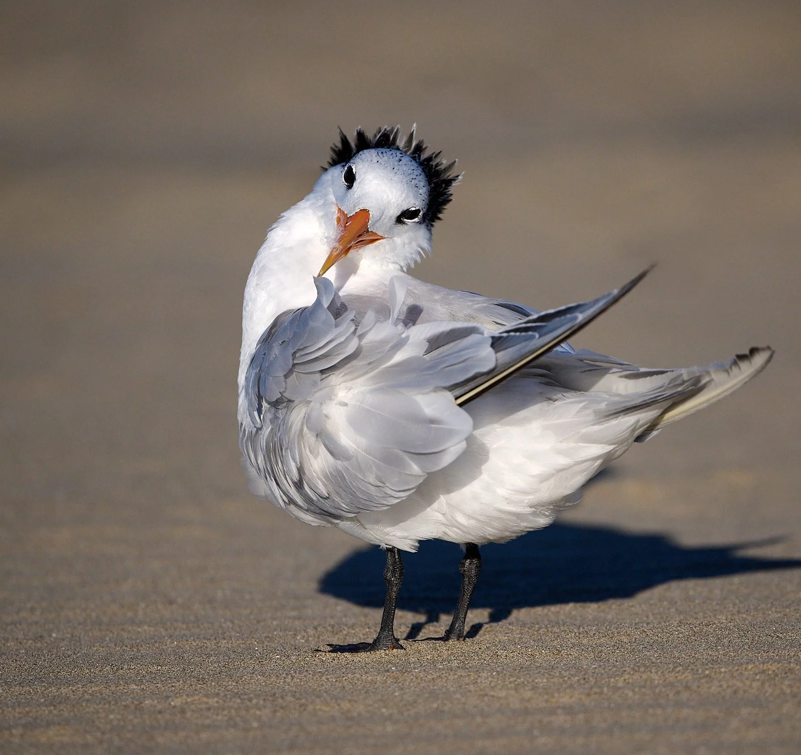 Royal Tern