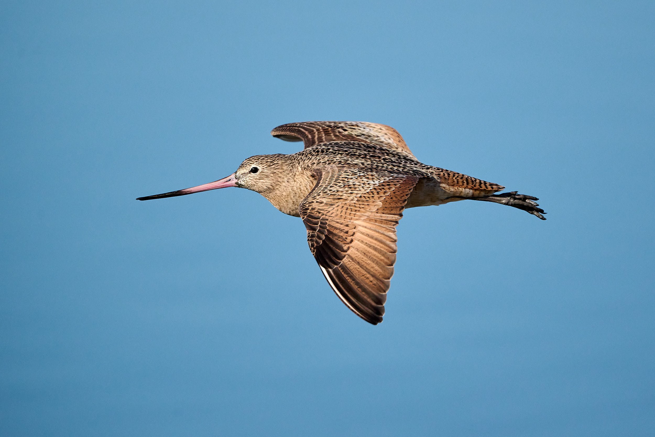 Marbled Godwit