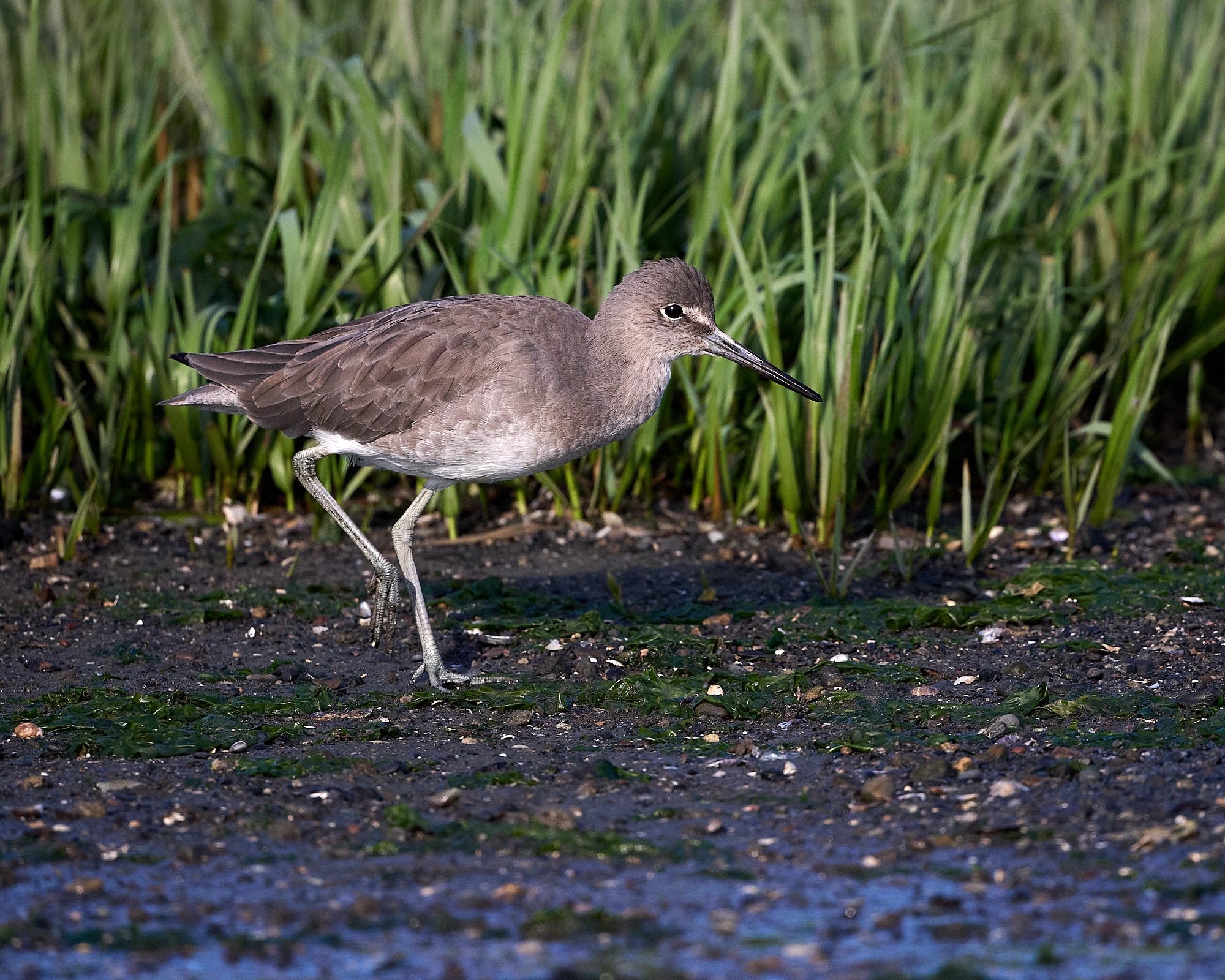 Willet