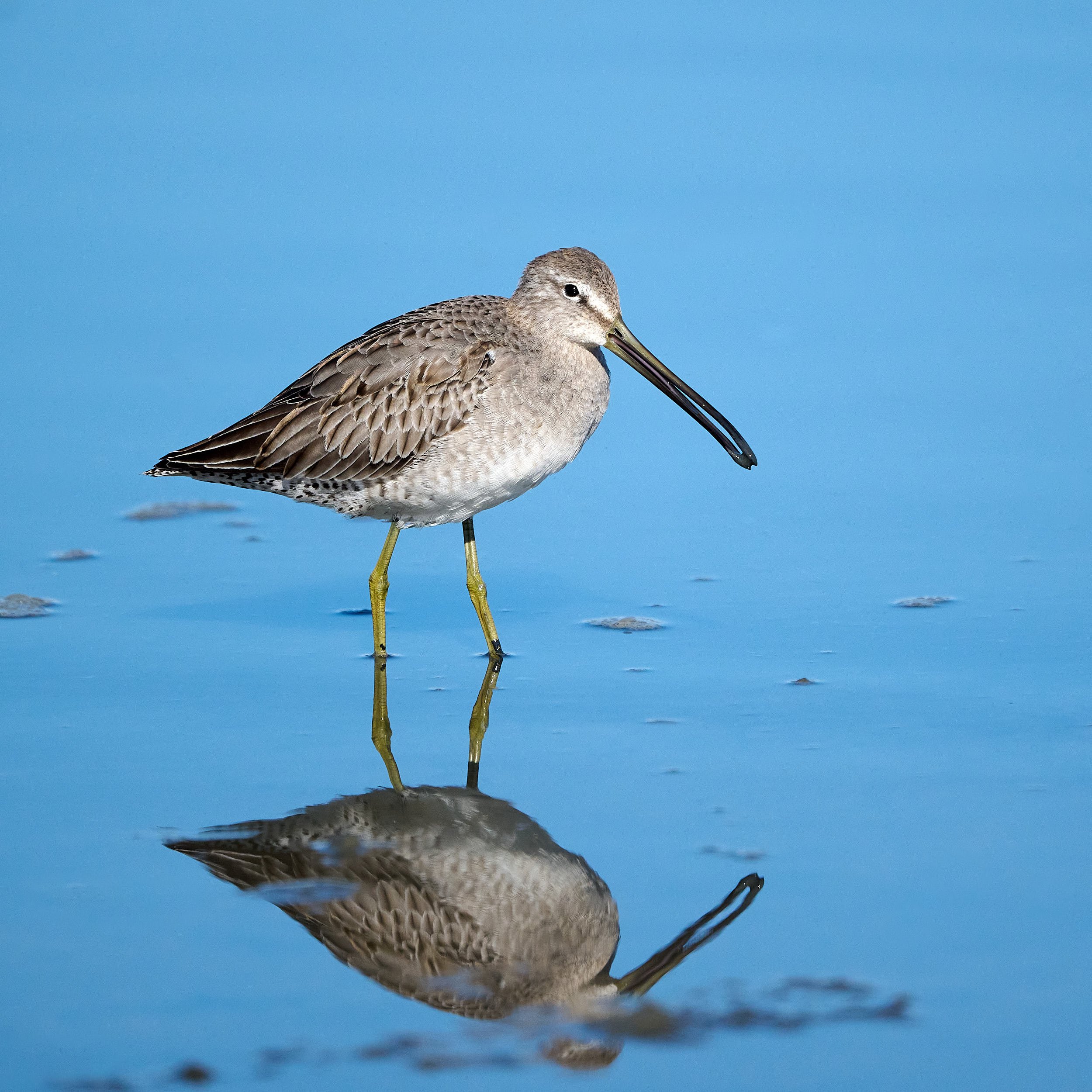 Long-billed Dowitcher