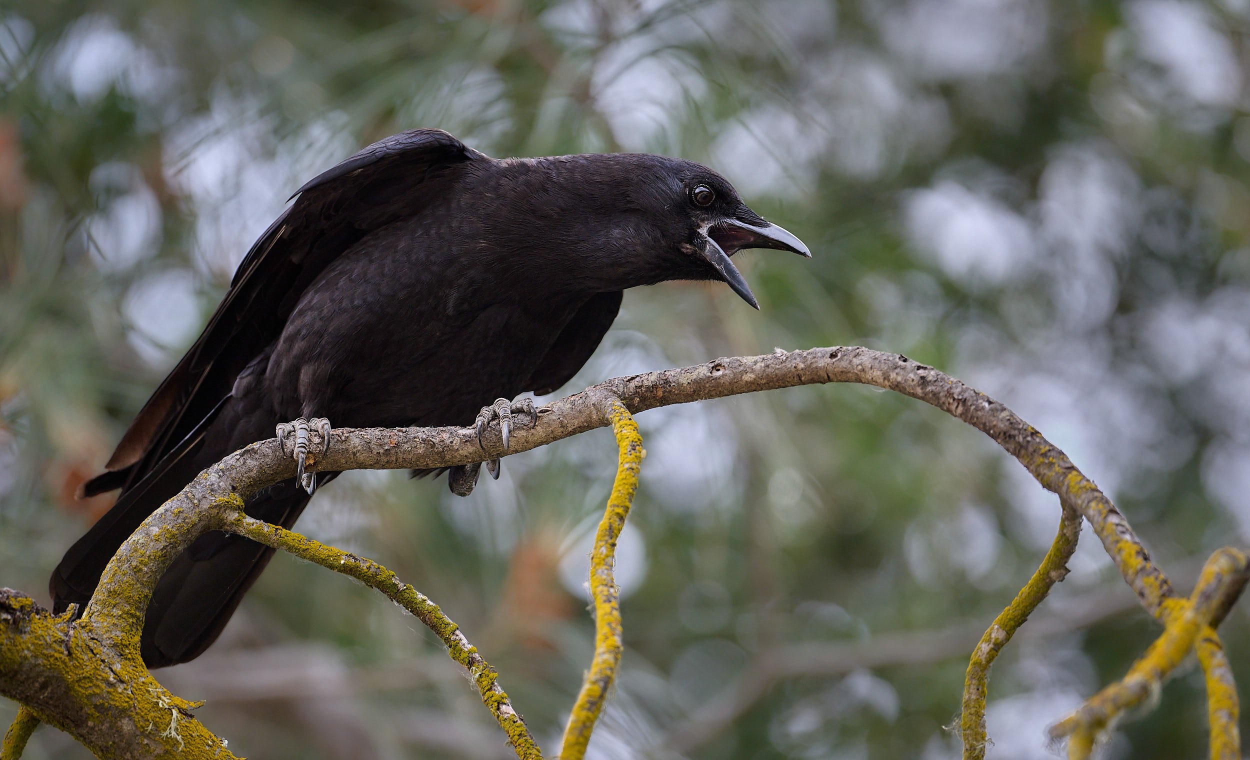 American Crow