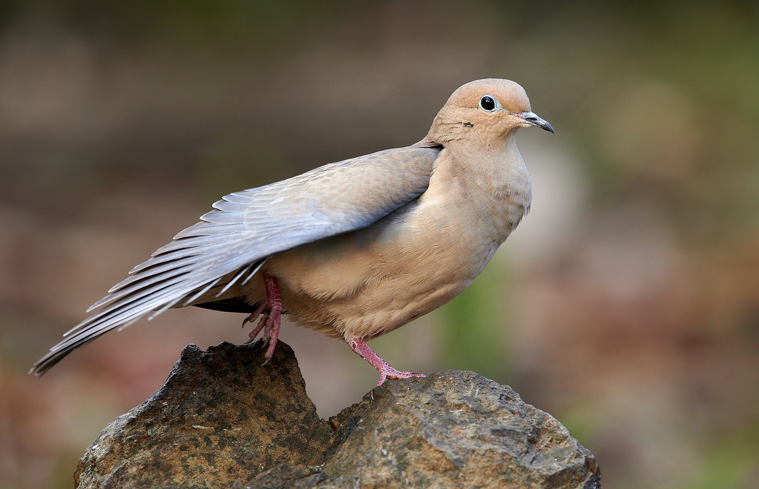 Mourning Dove