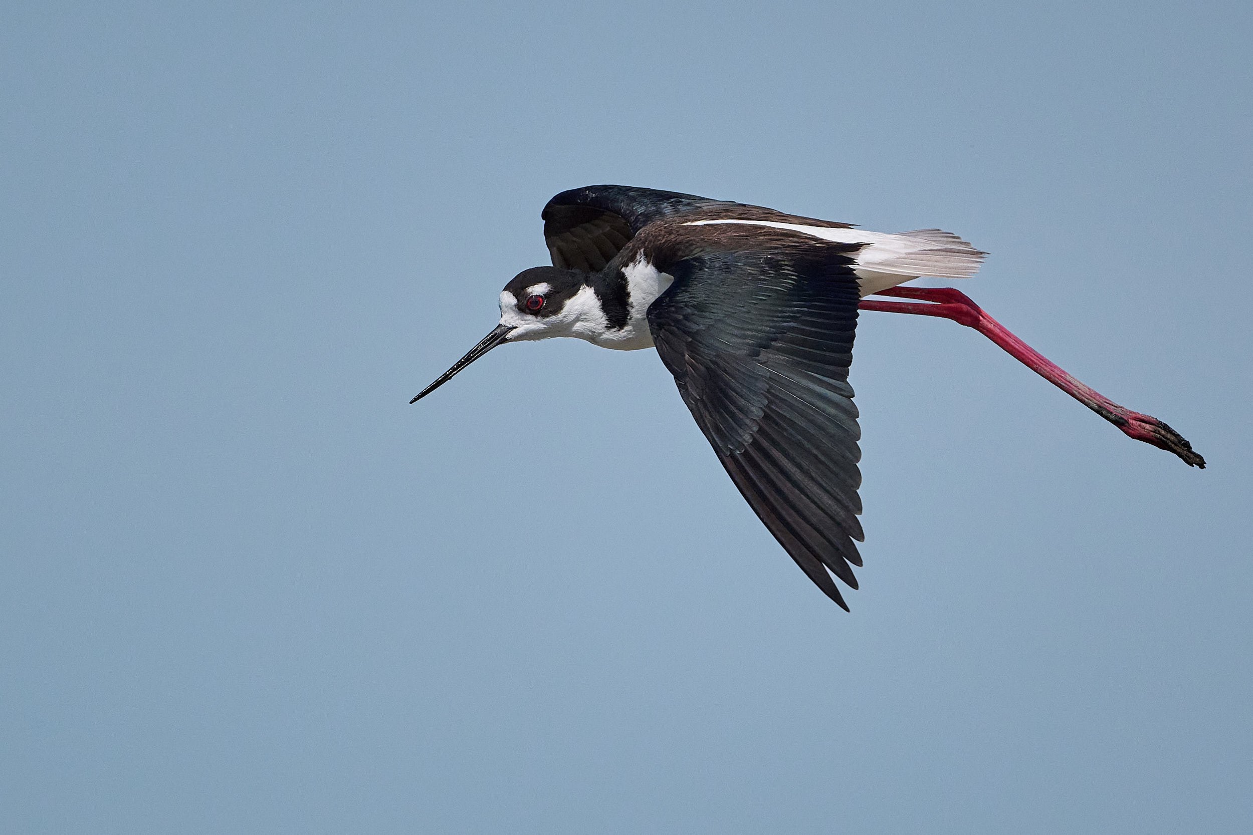 Black-necked Stilt