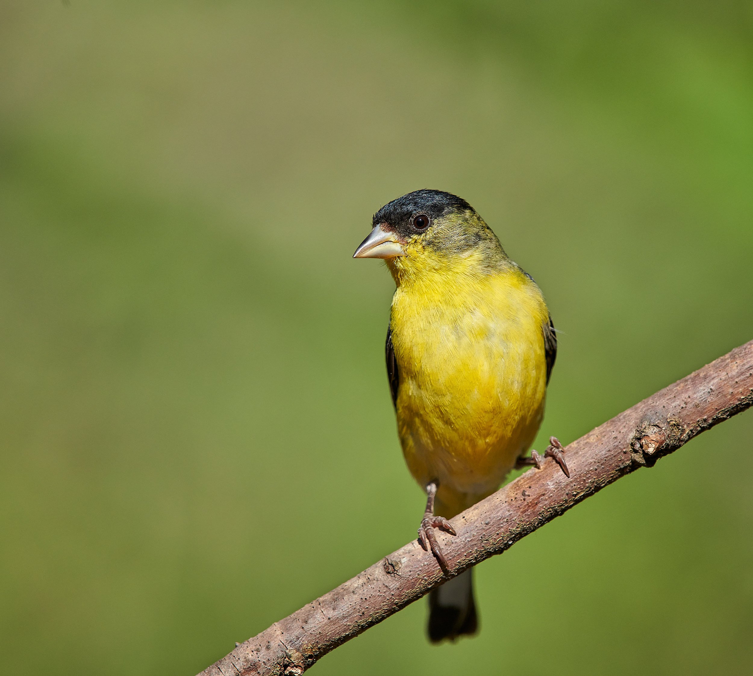 Lesser Goldfinch