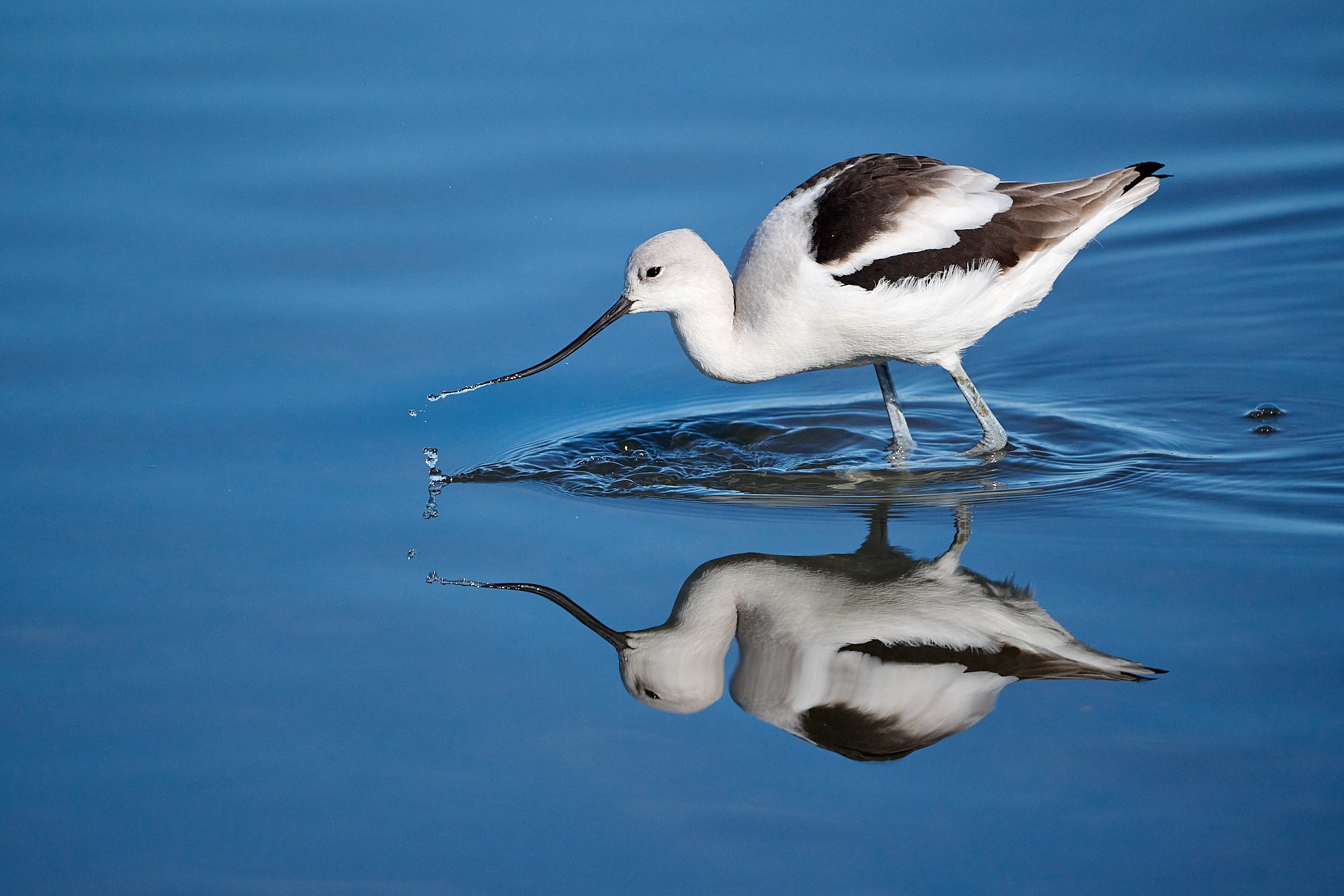 Avocet