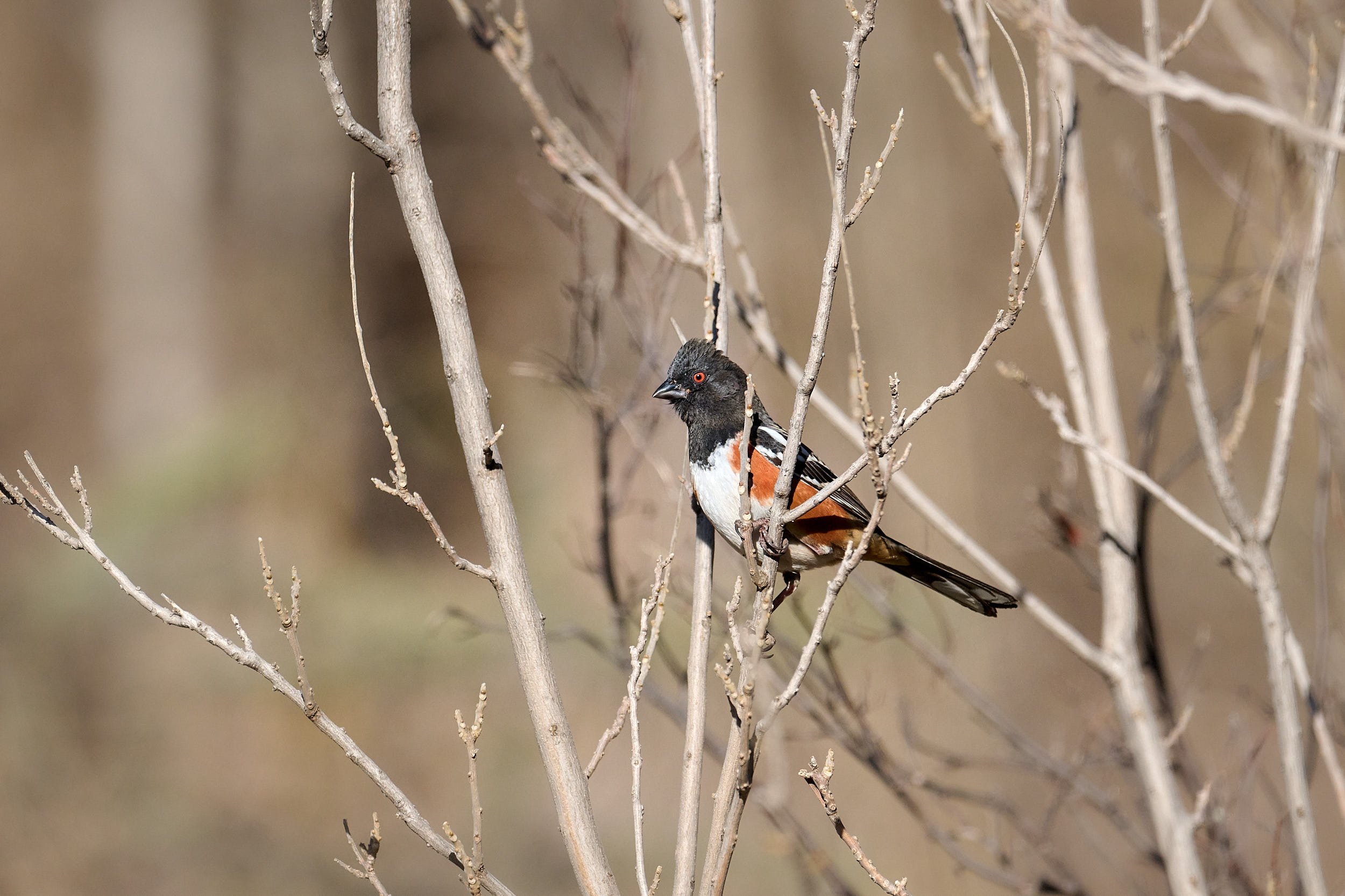 Spotted Towhee