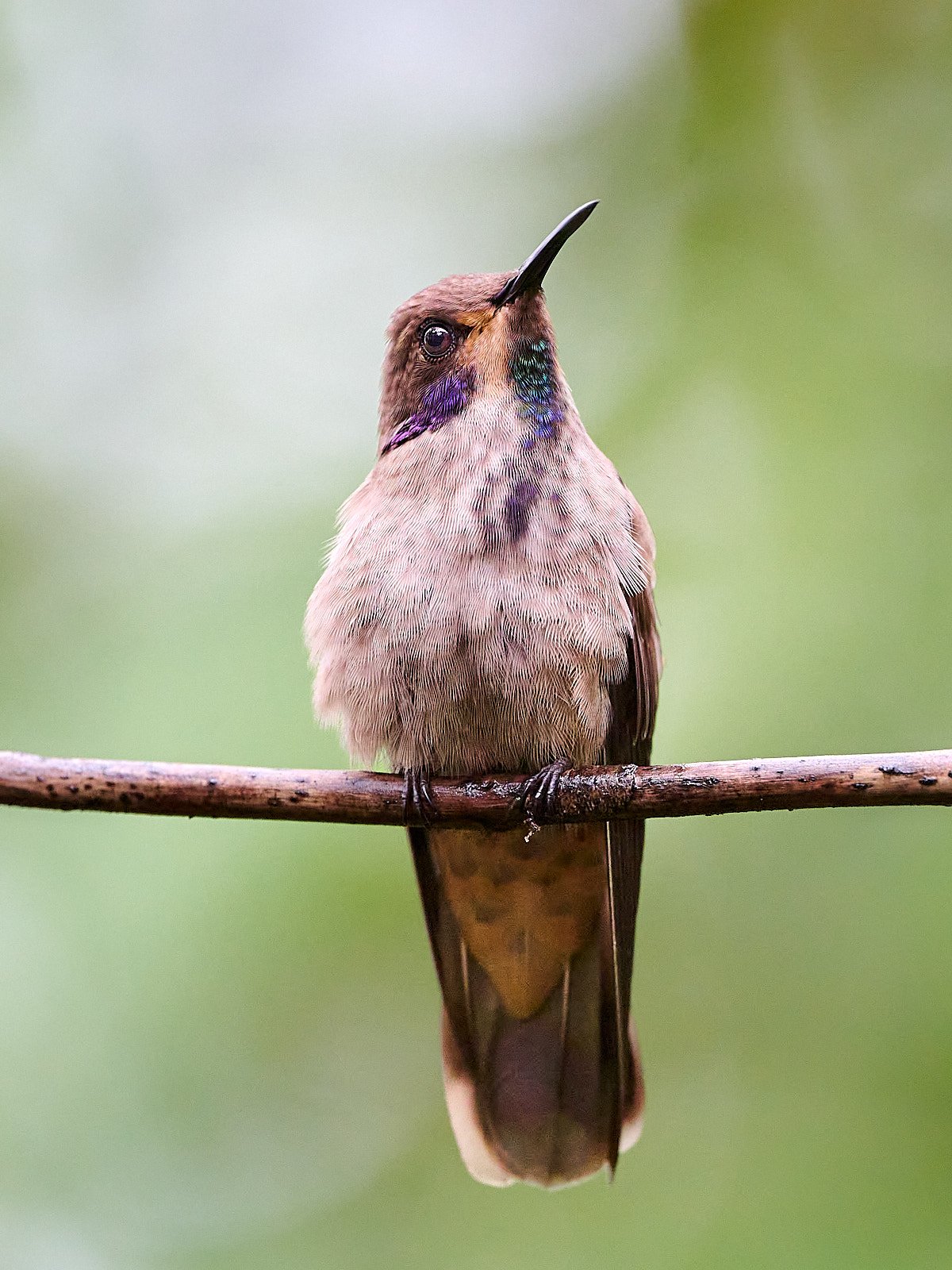 Brown Violet-ear
