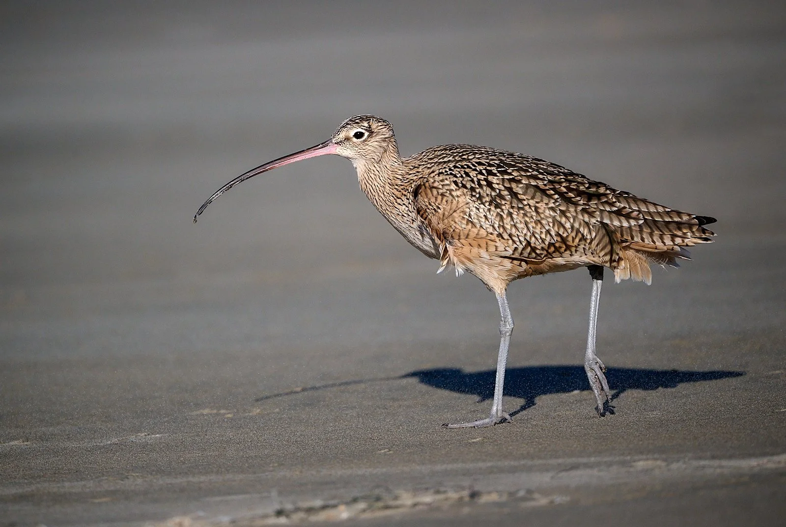 Long-billed Curlew
