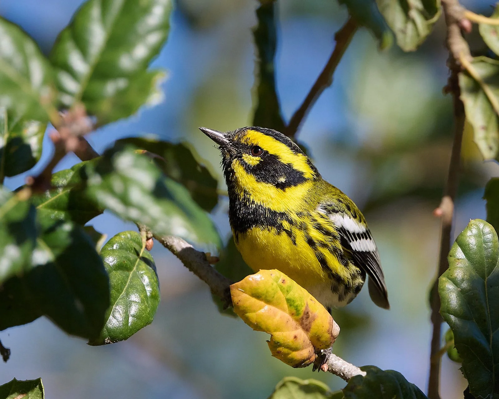 Townsend's Warbler
