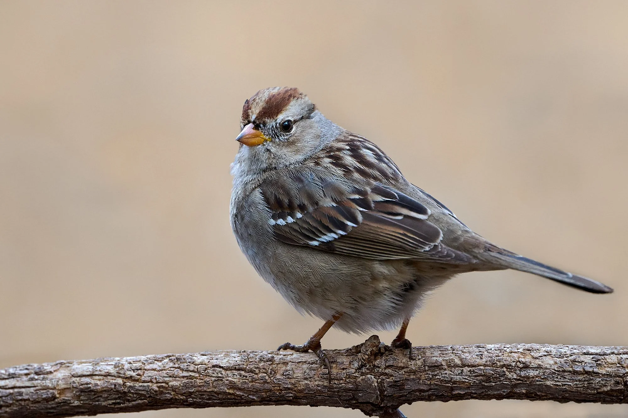 White-crowned Sparrow