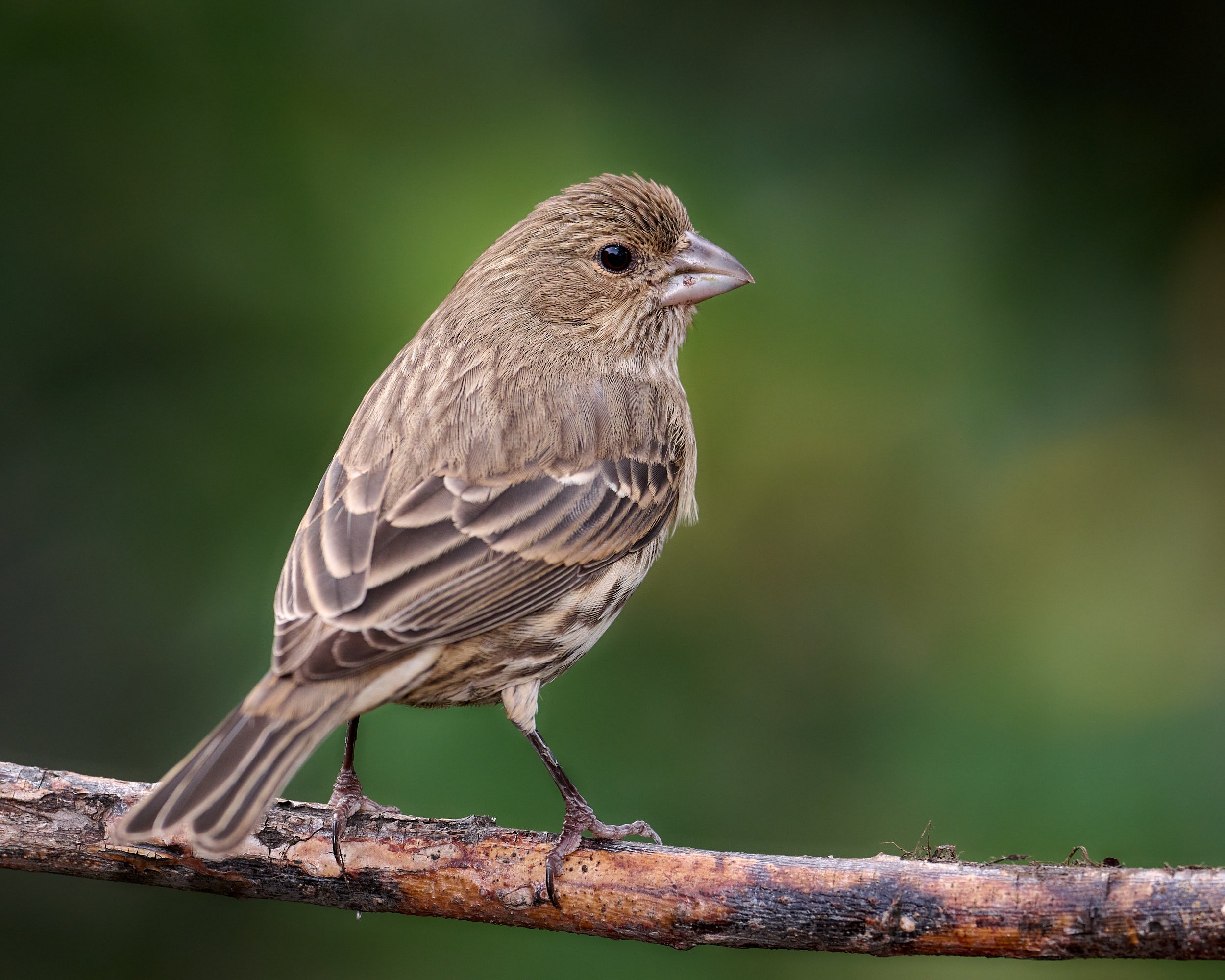 House Finch