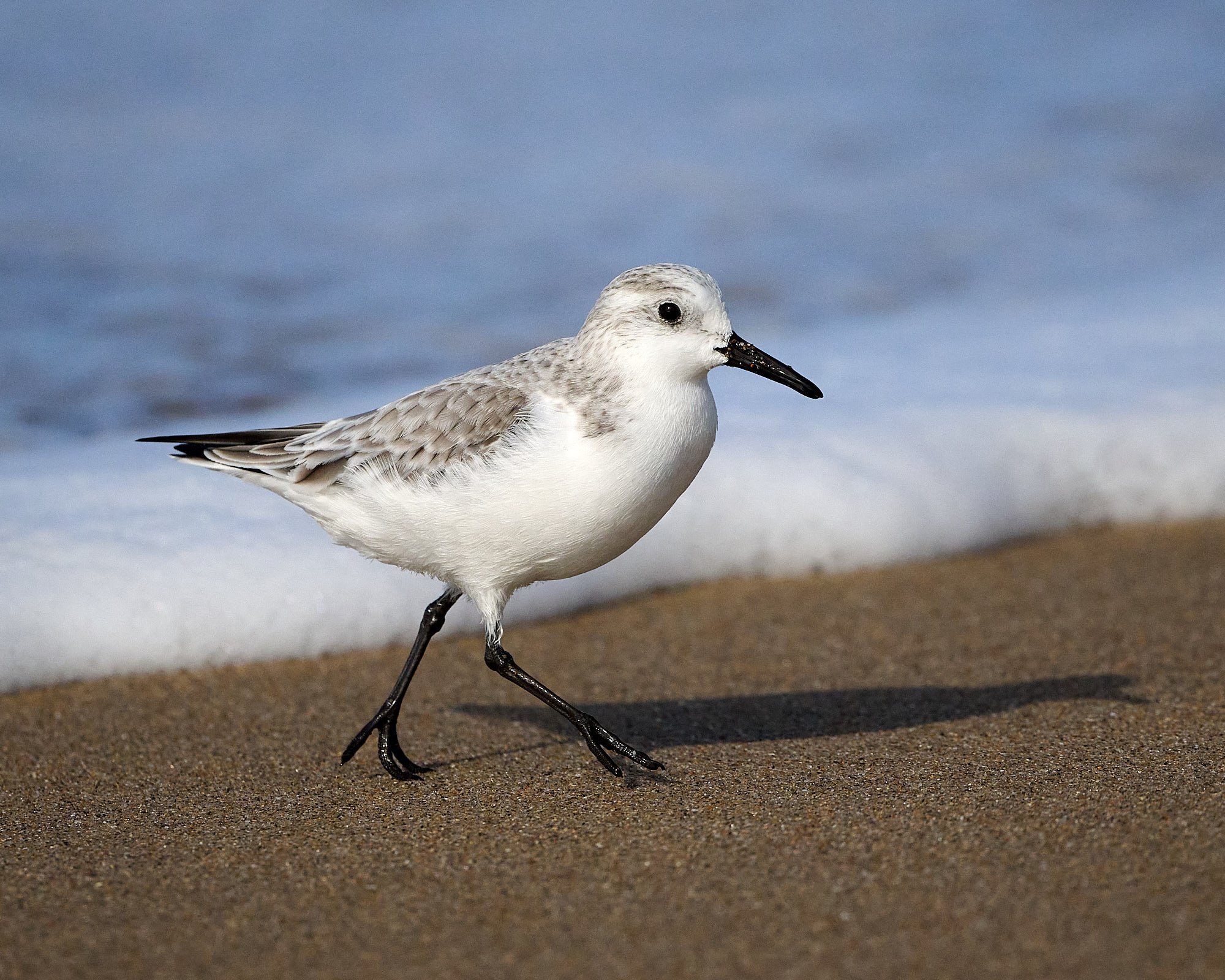 Sanderling