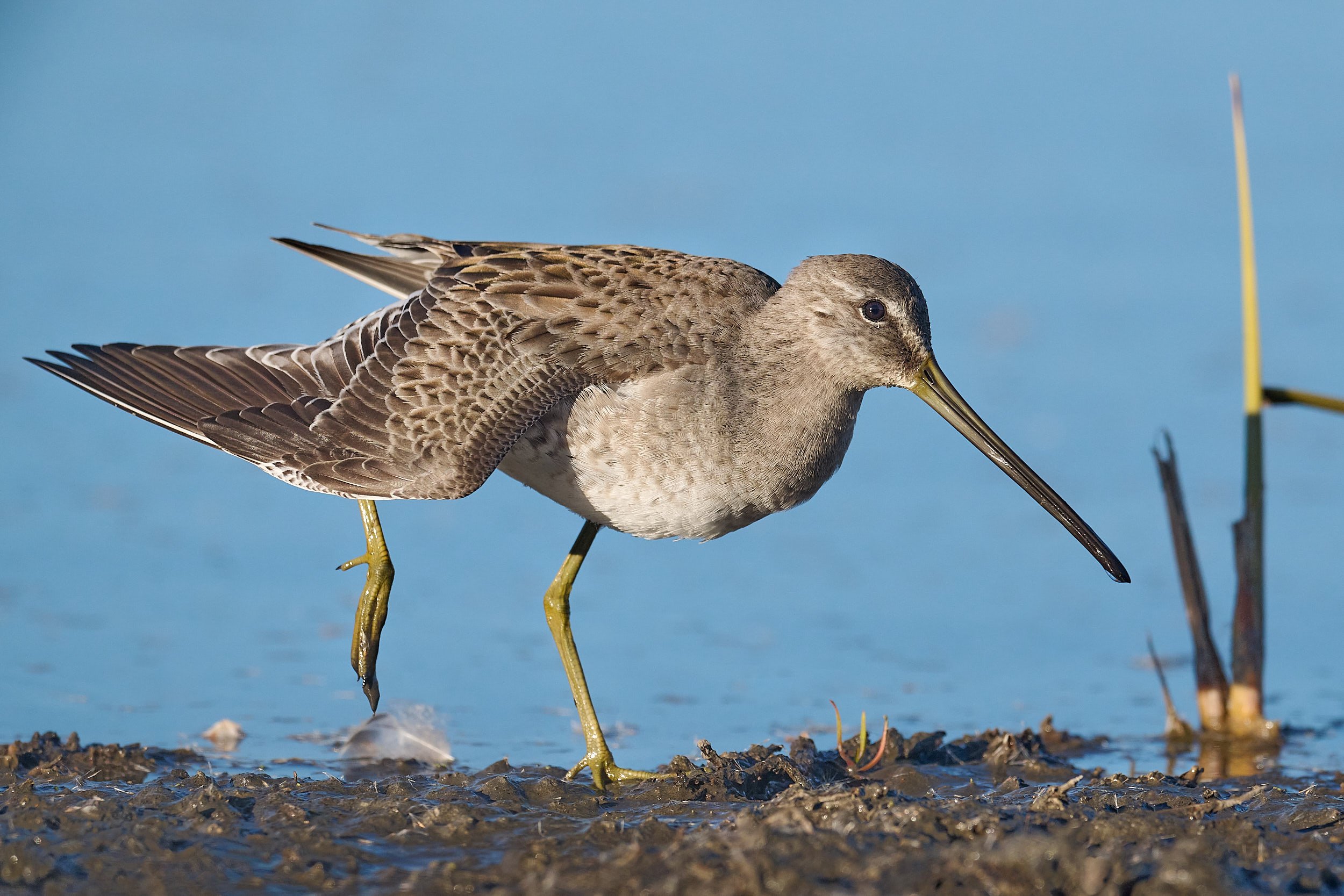 Long-billed Dowitcher