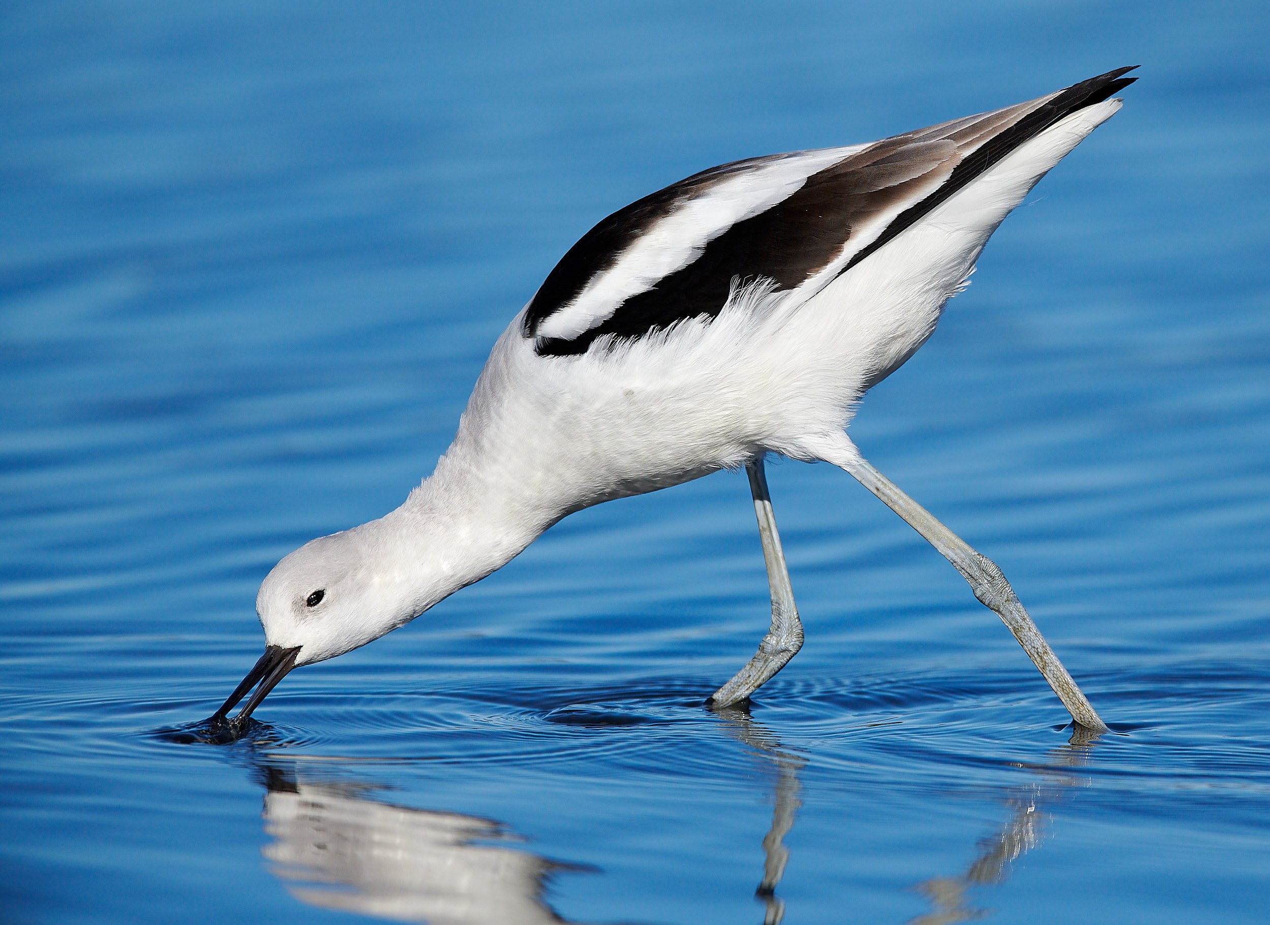Avocet