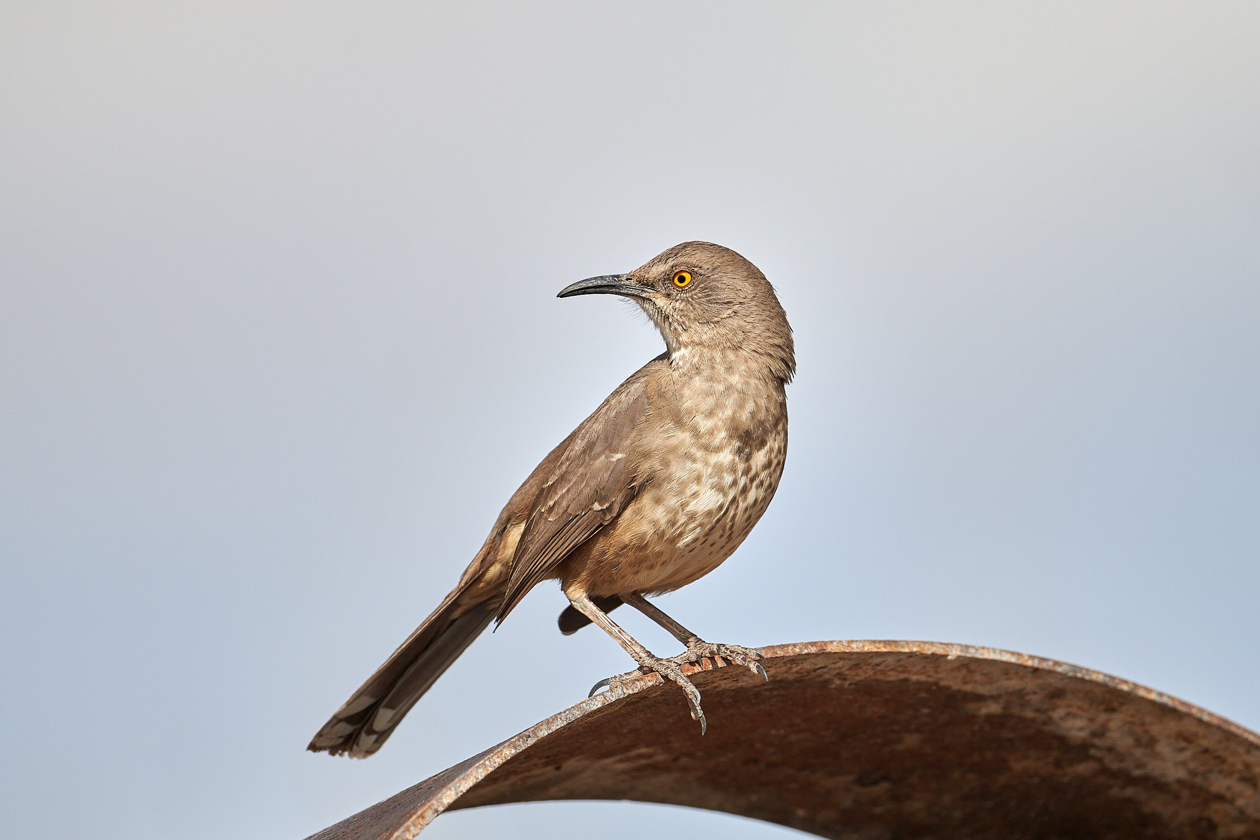 Long-billed Thrasher
