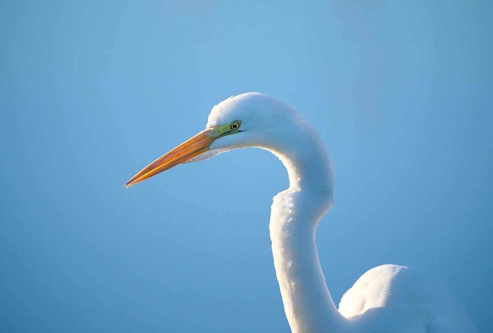 Great Egret