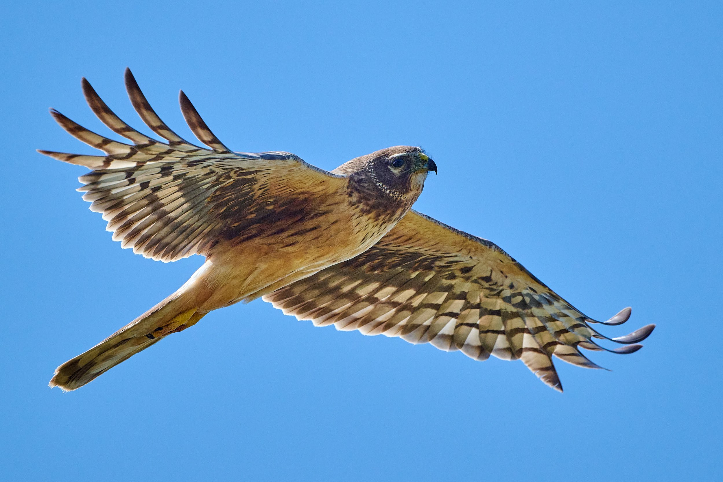 Northern Harrier