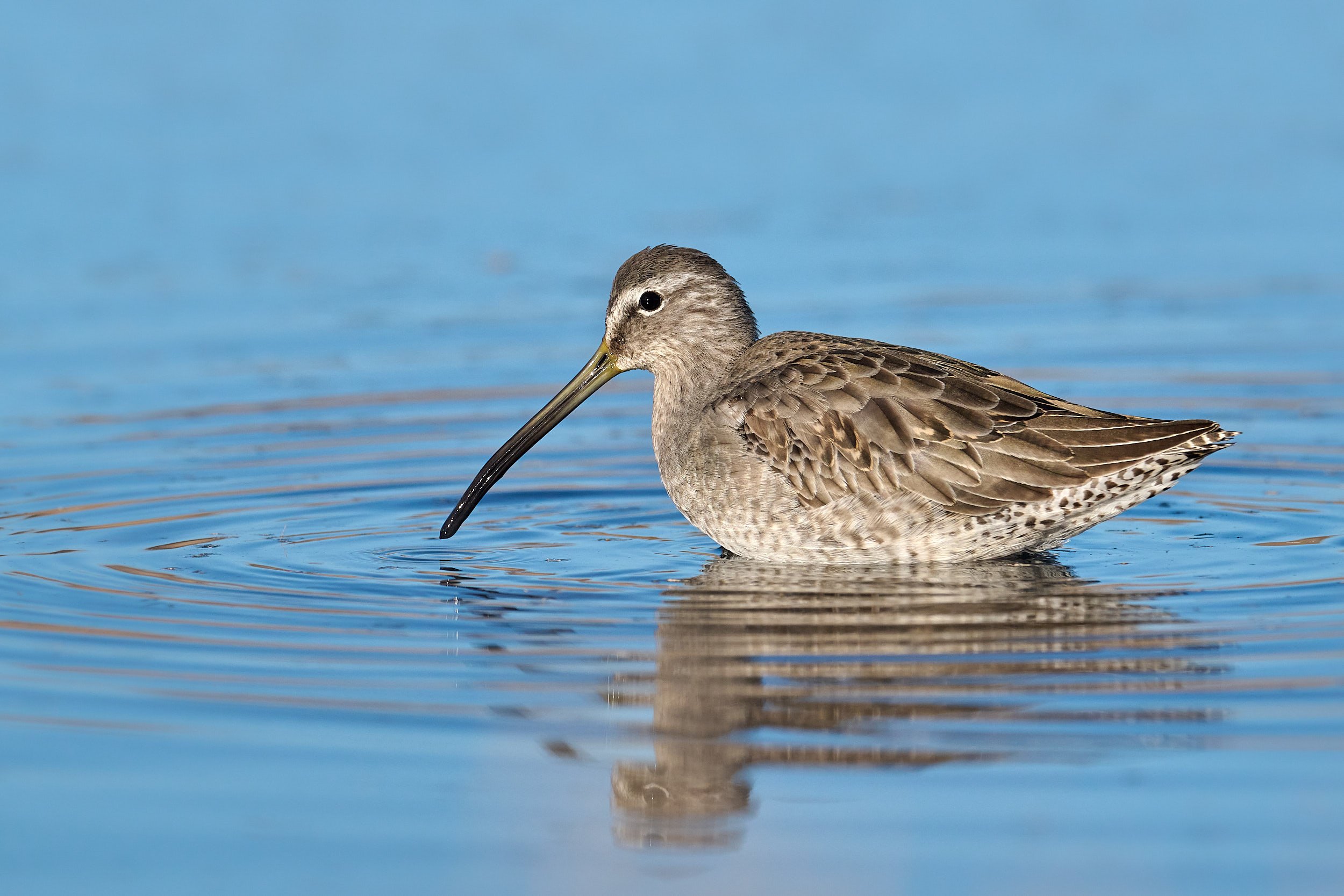 Long-billed Dowitcher