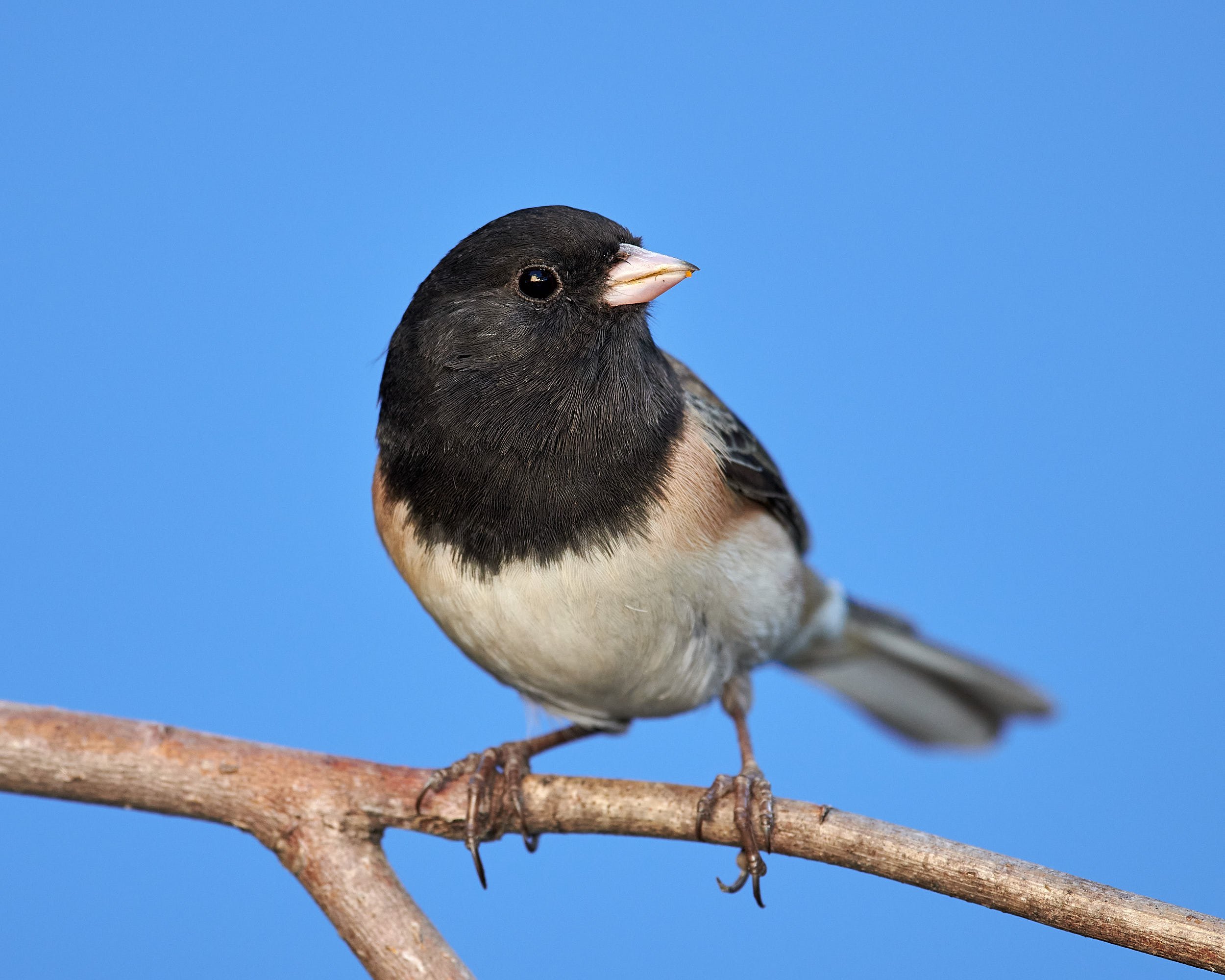 Dark-eyed Junco