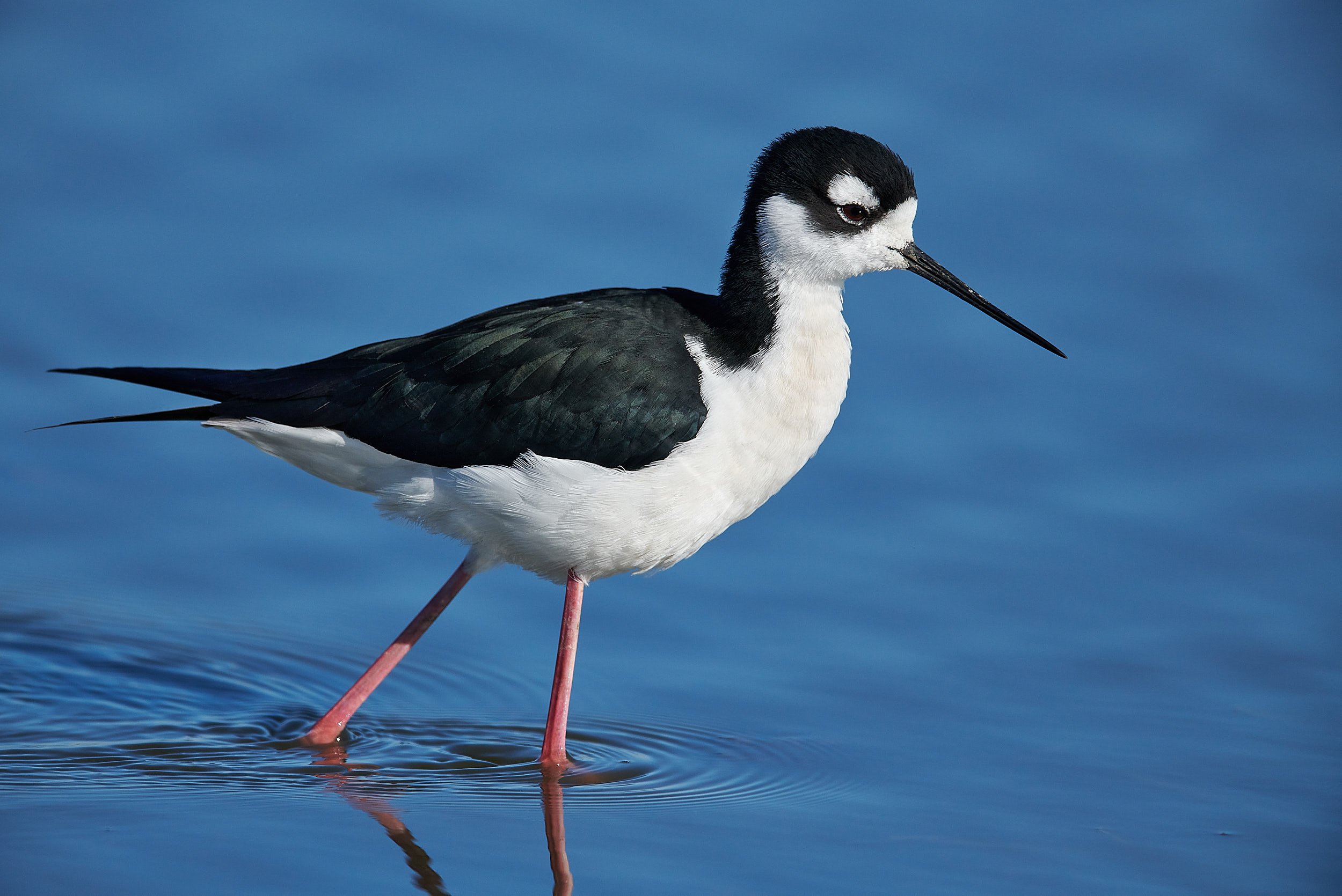 Black-necked Stilt