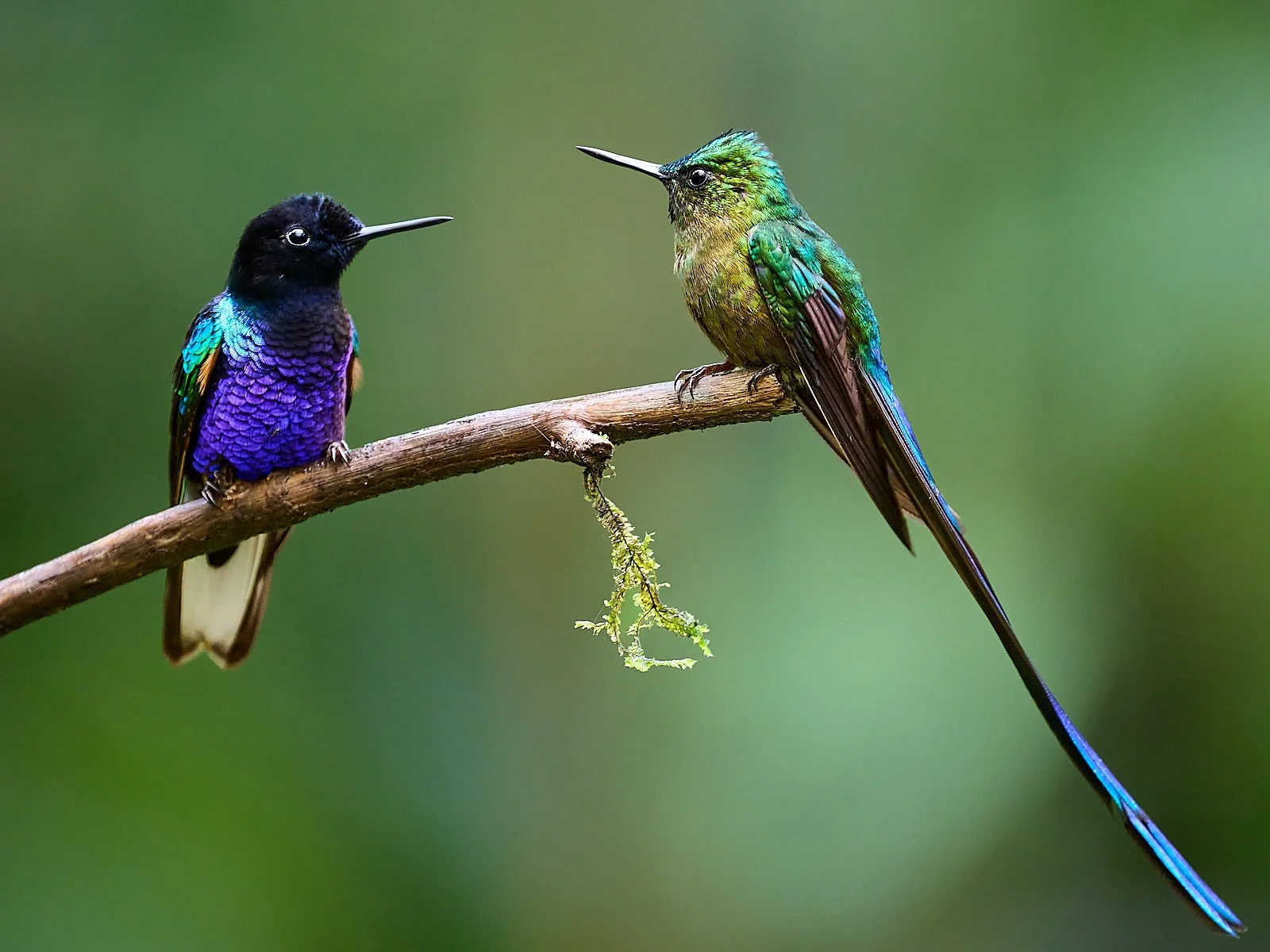 Purple-velvet Coronet & Long-tailed Sylph