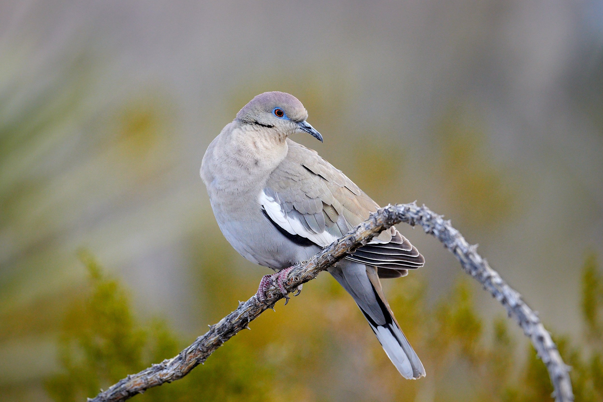 White-winged Dove