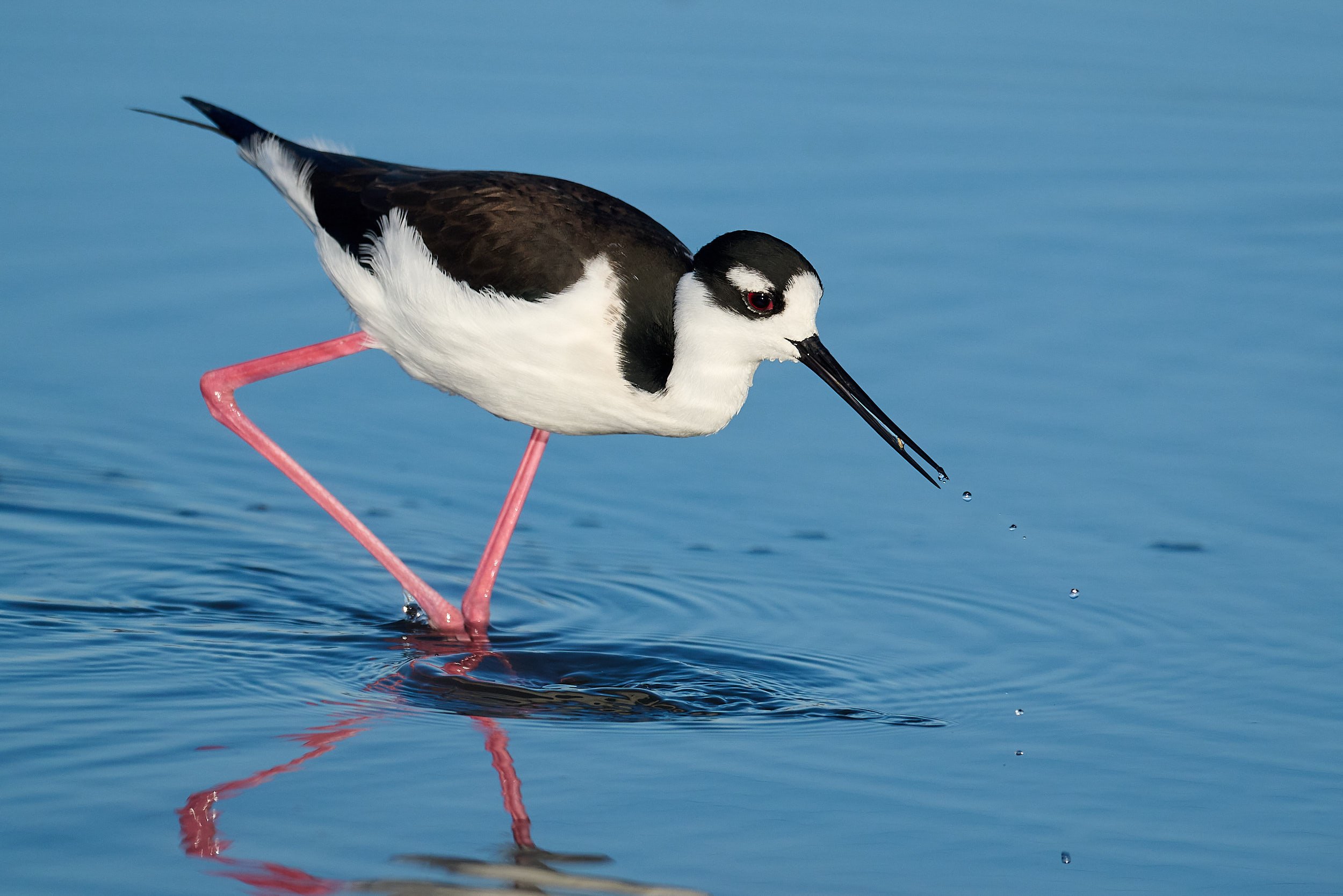 Black-necked Stilt