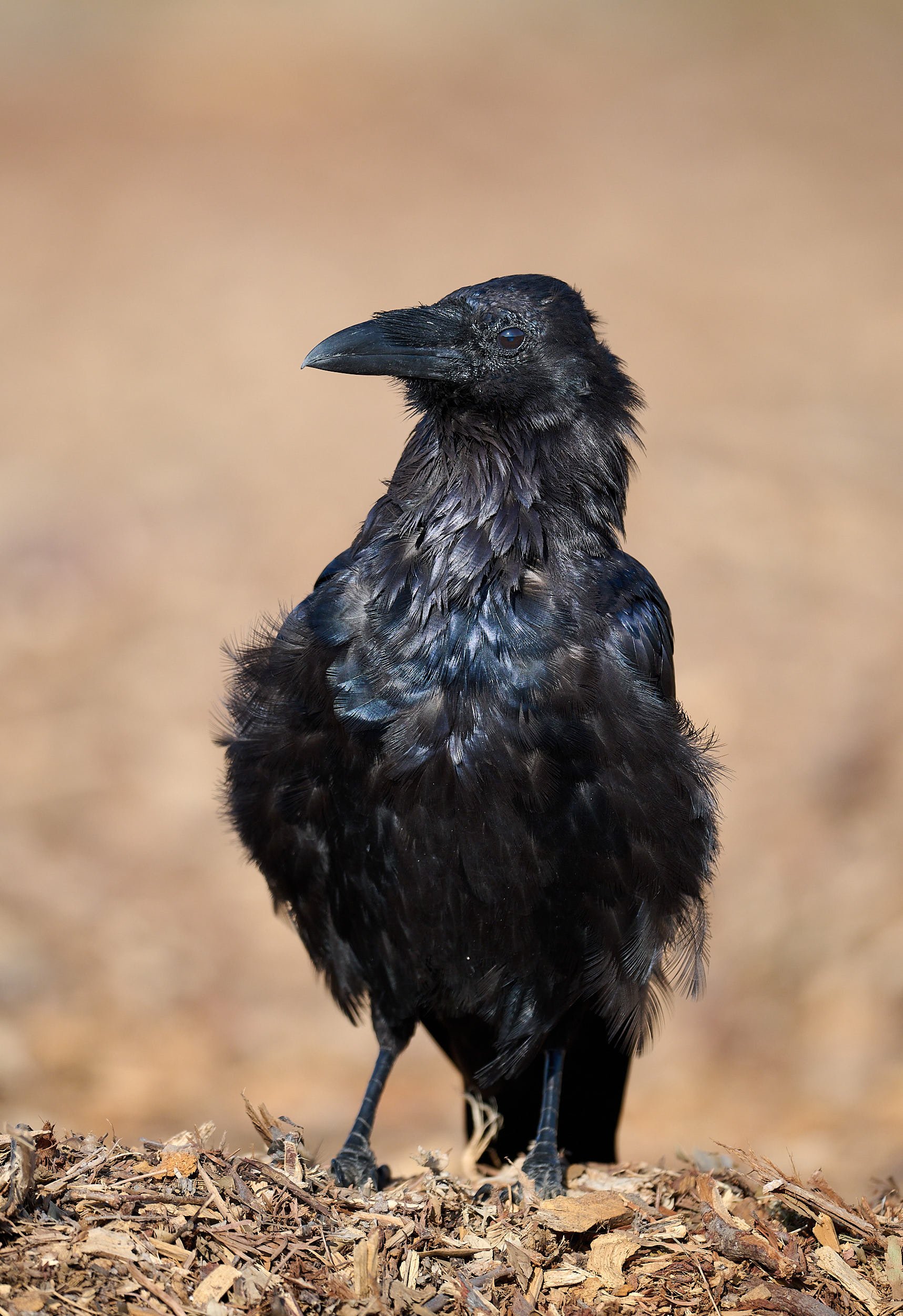 Common Raven