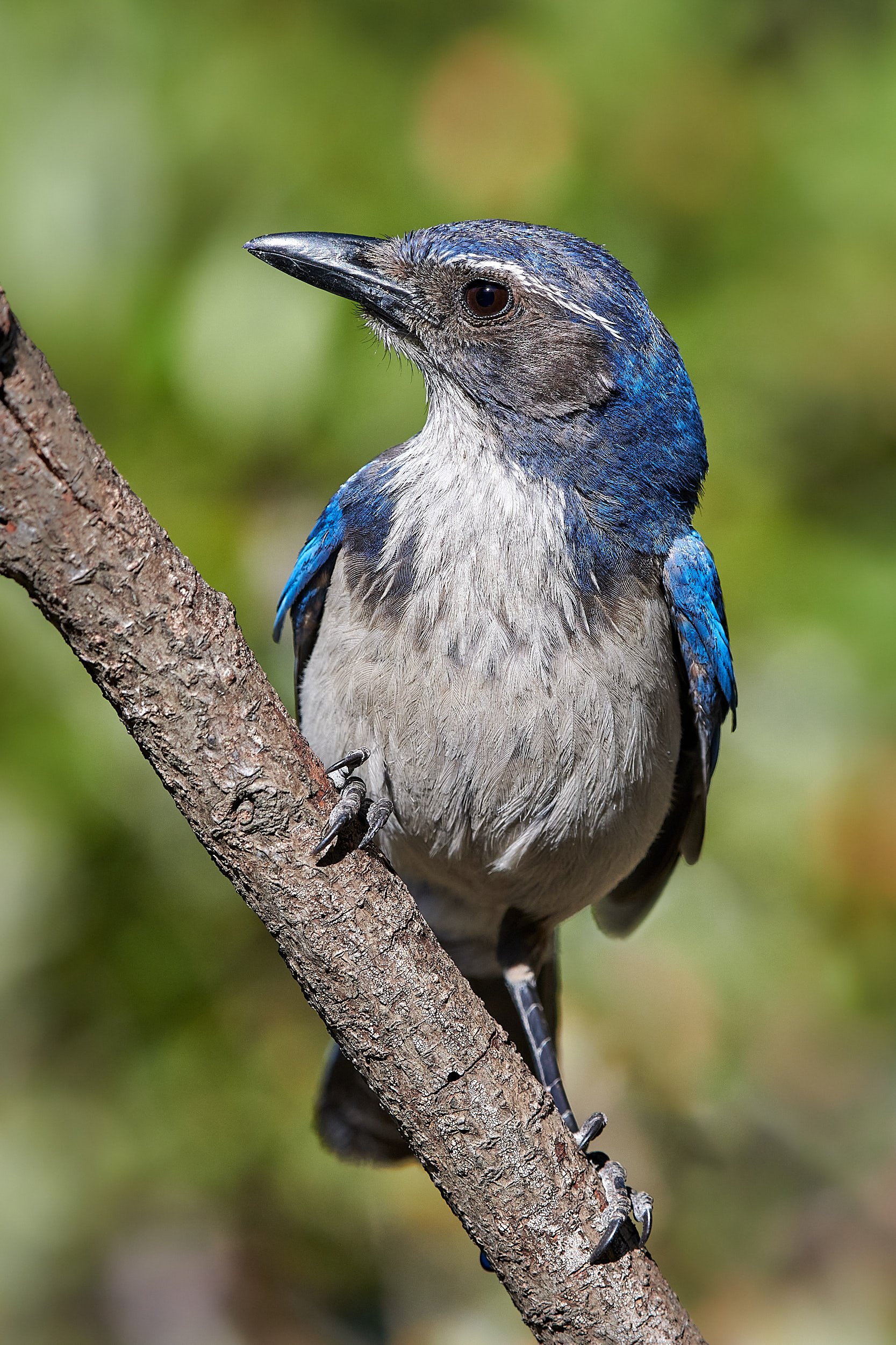California Scrub-Jay